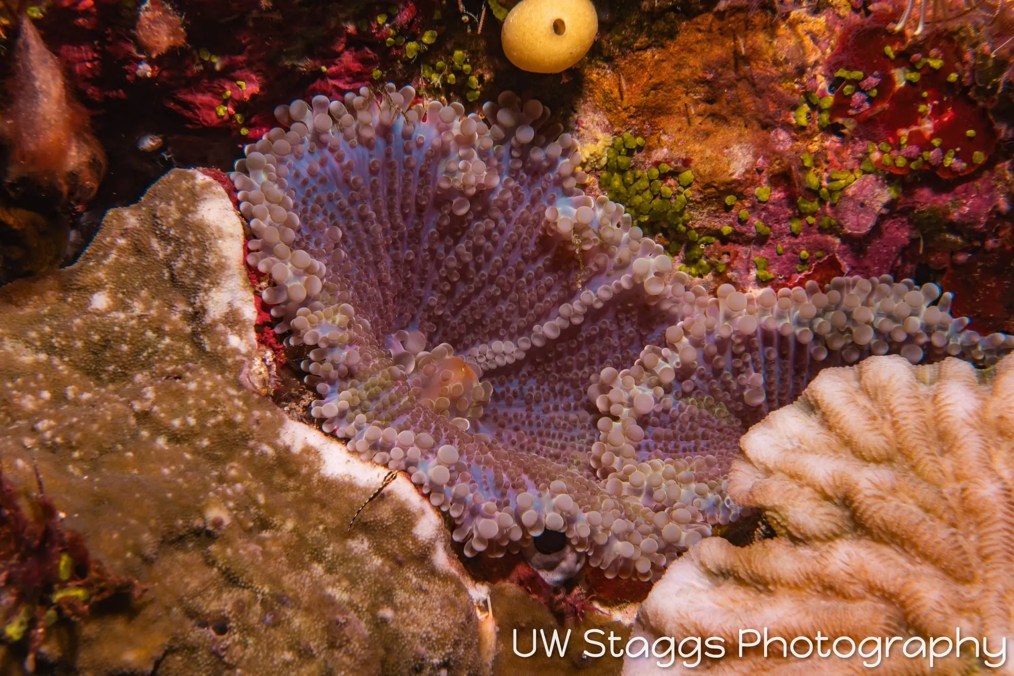 Reef Scene — Taveuni, Fiji
