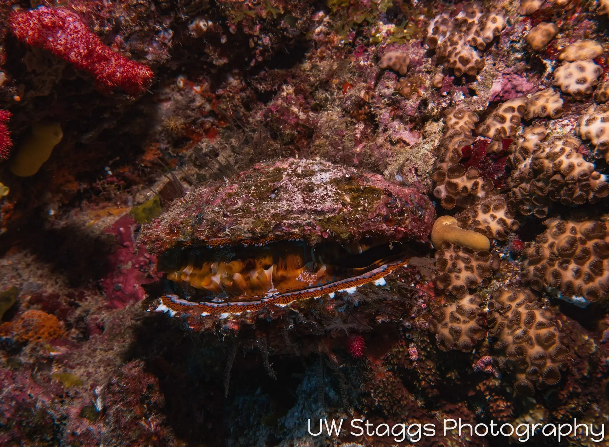Reef Scene — Taveuni, Fiji