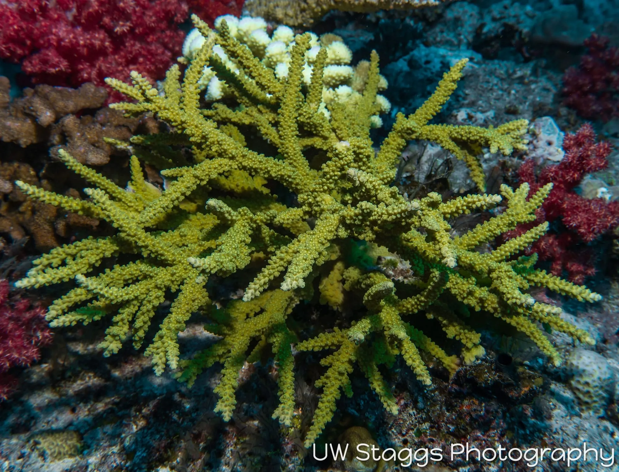 Reef Scene — Taveuni, Fiji