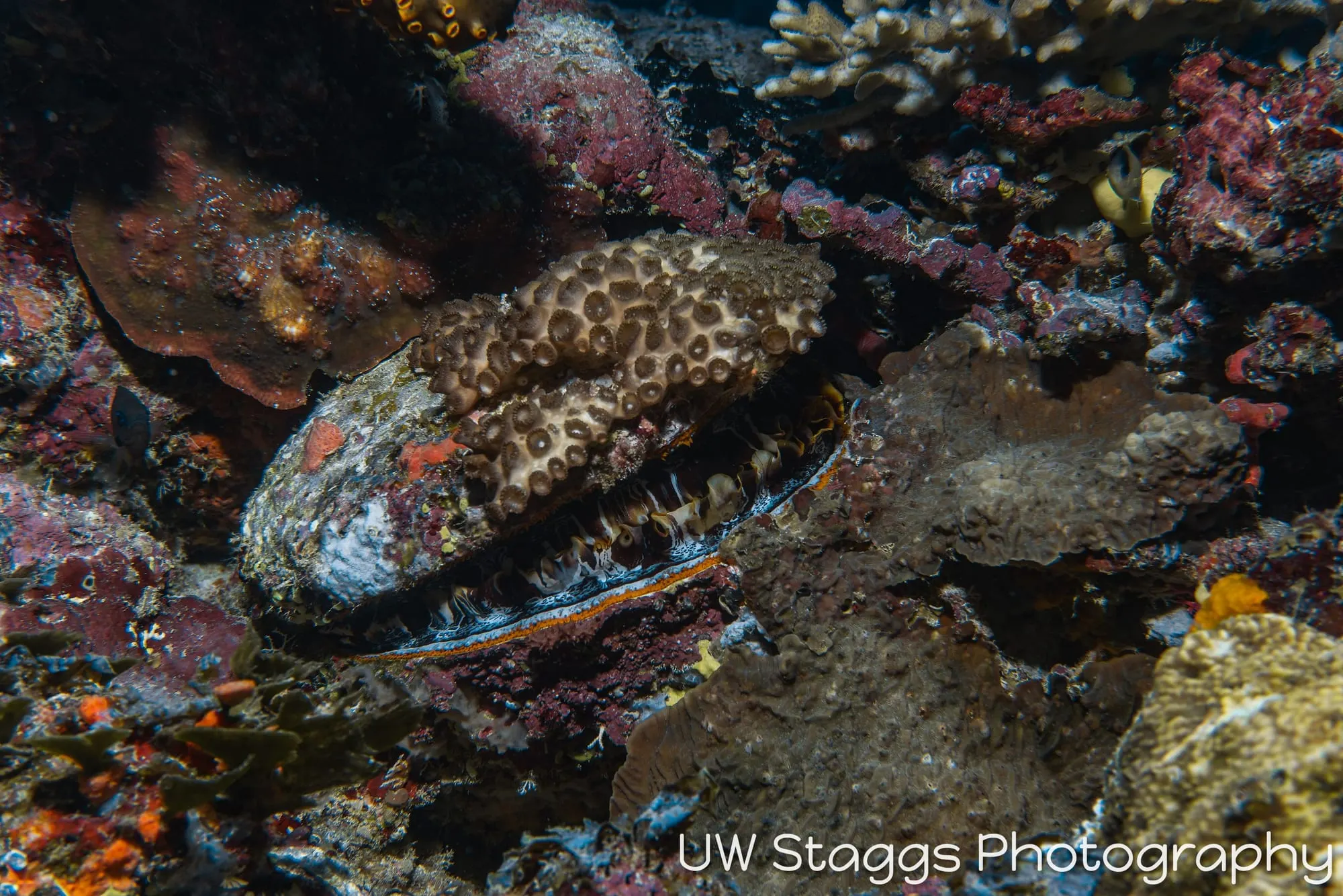 Reef Scene — Taveuni, Fiji