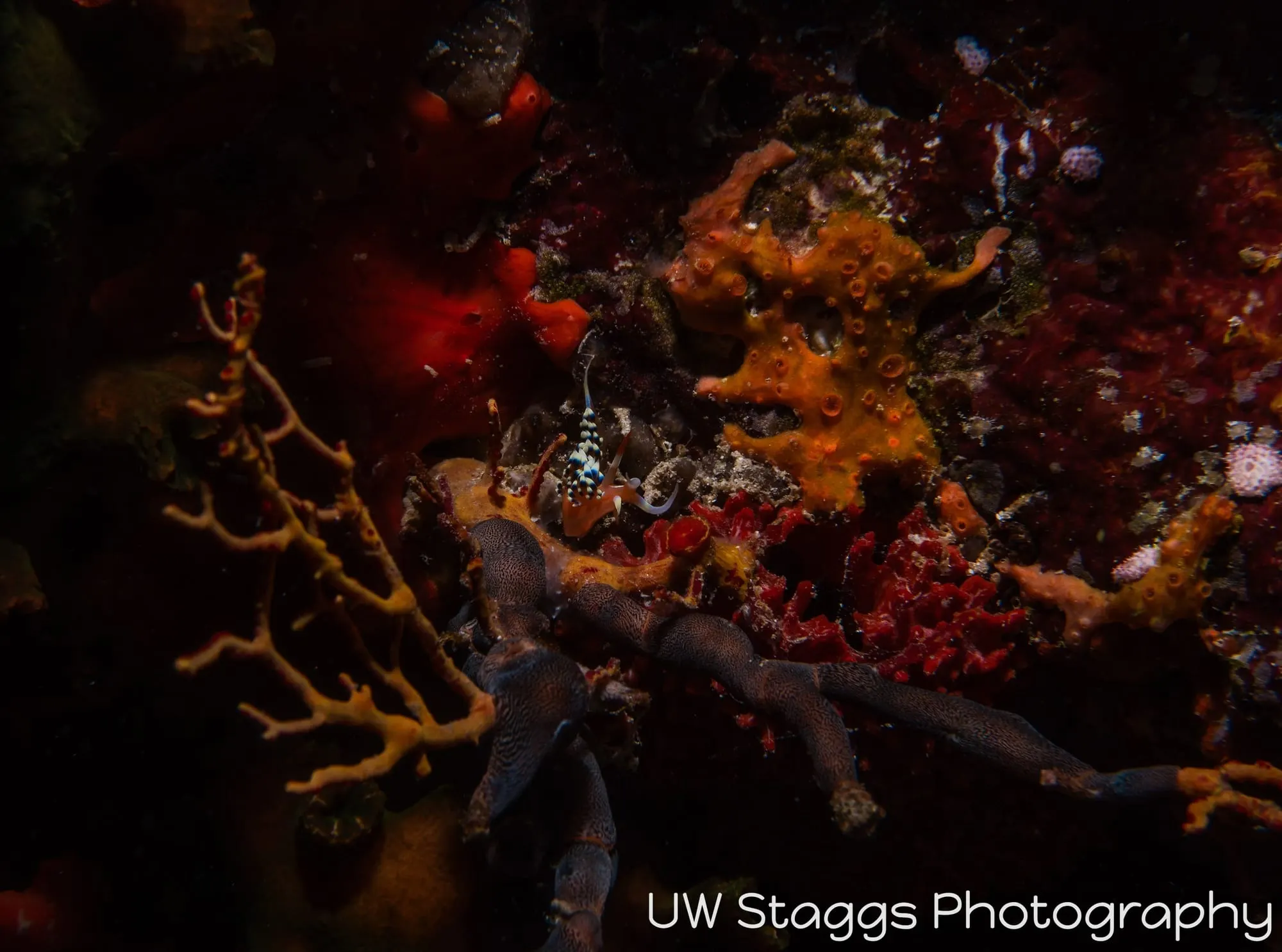 Reef Scene — Taveuni, Fiji