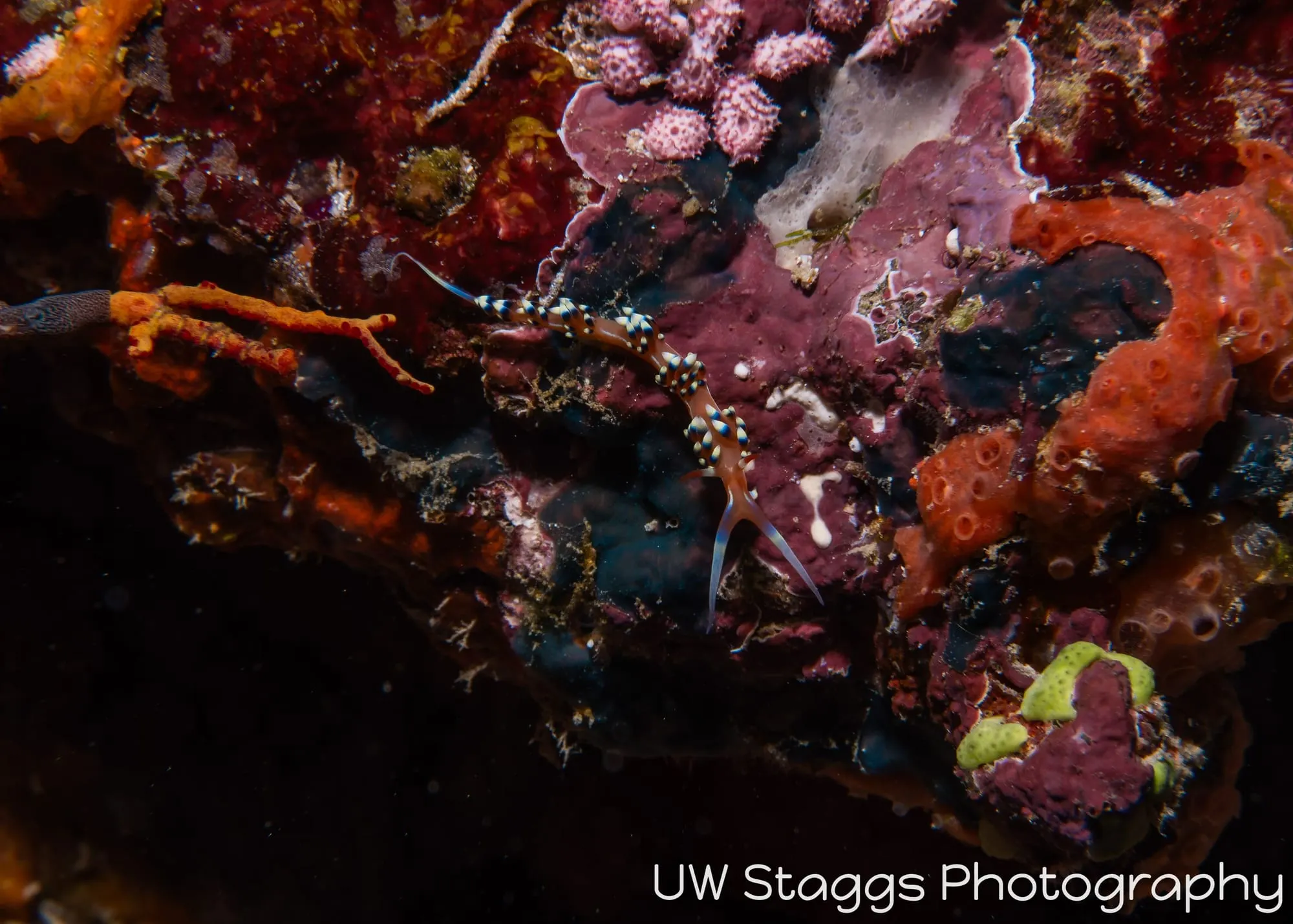 Reef Scene — Taveuni, Fiji