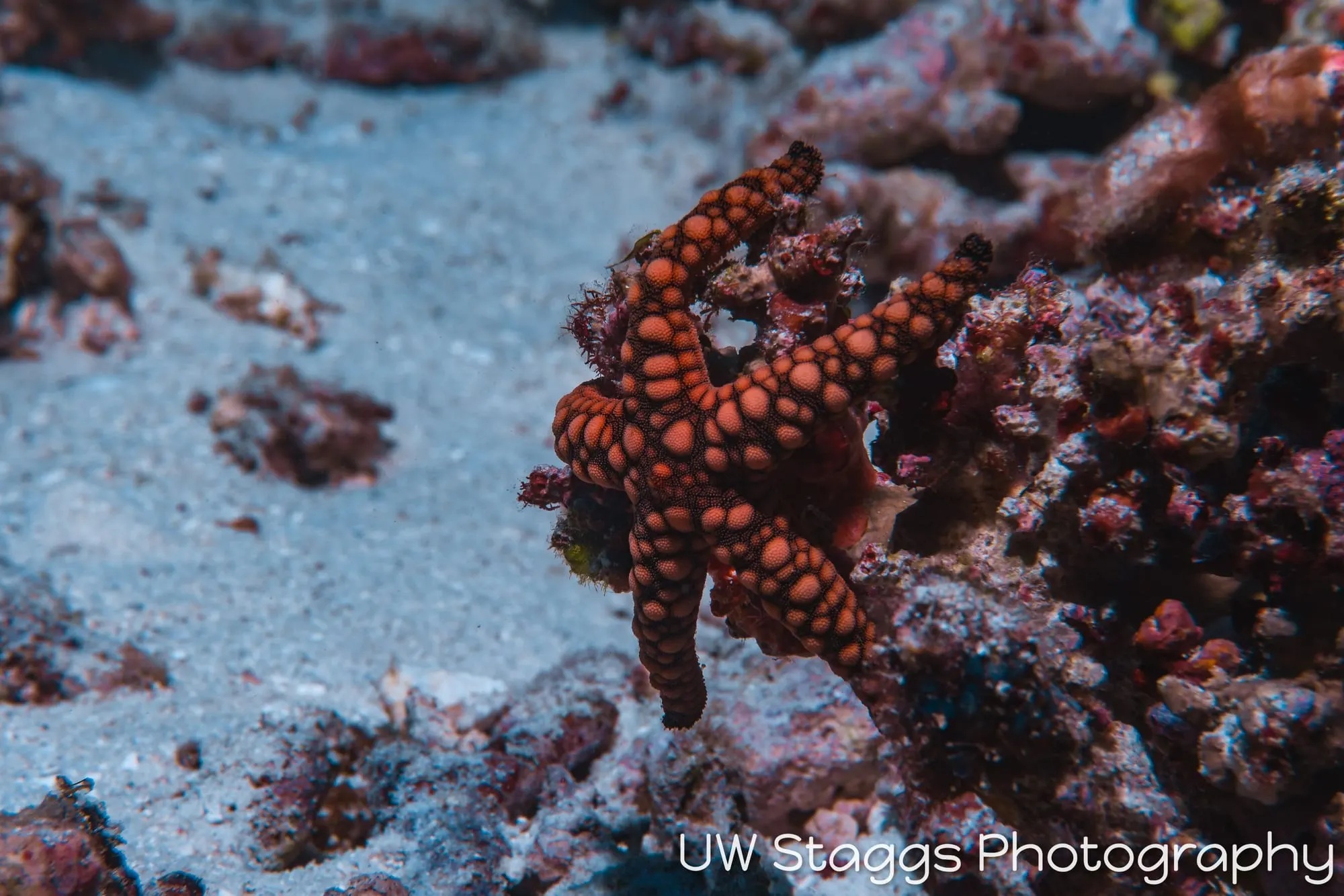 Reef Scene — Taveuni, Fiji