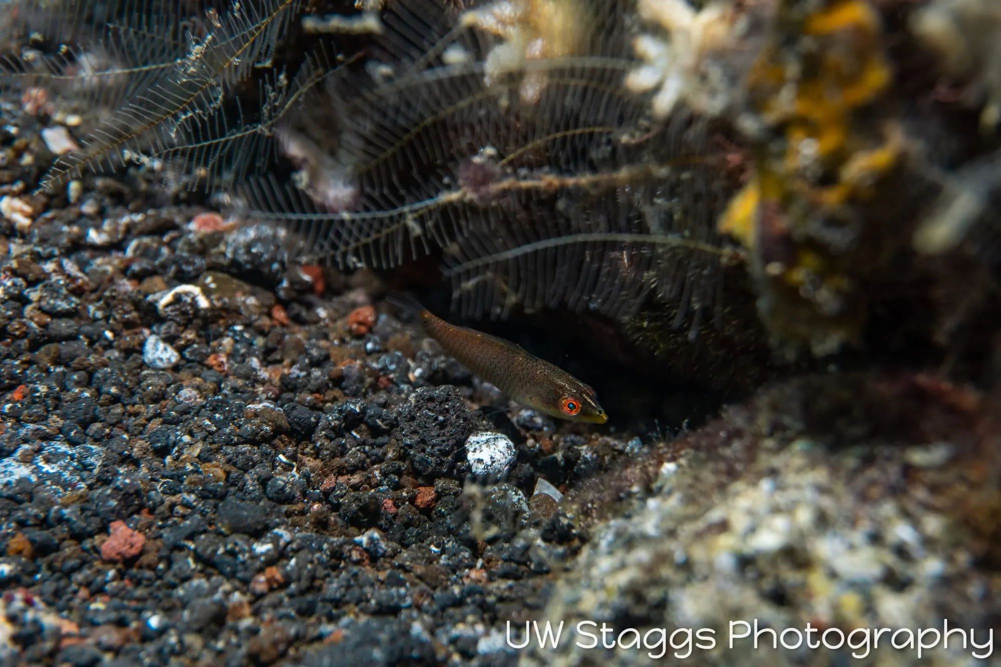 Reef Scene — Taveuni, Fiji