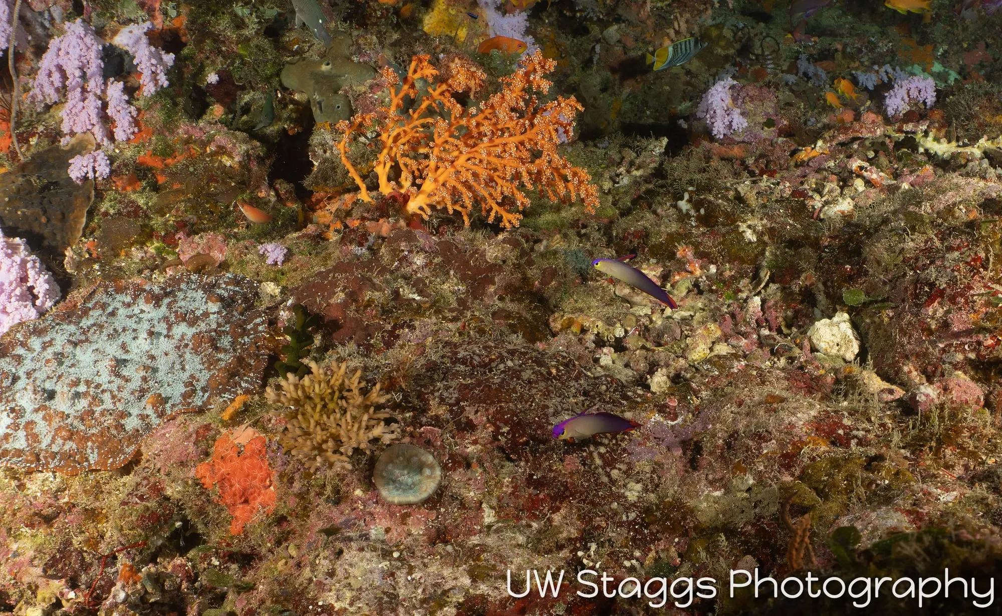 Reef Scene — Taveuni, Fiji