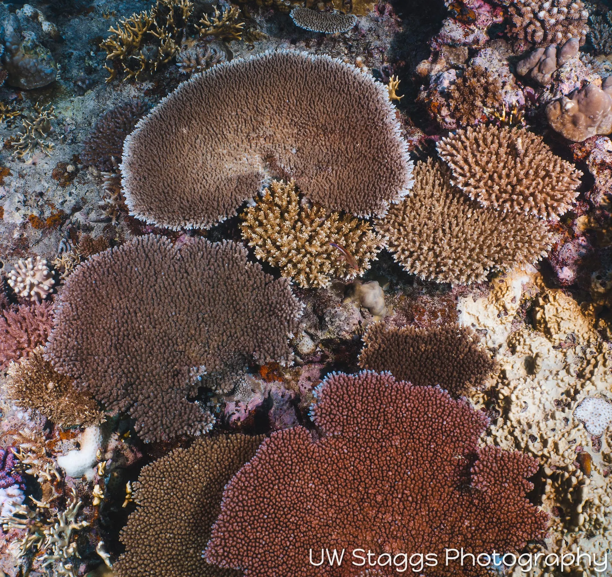 Reef Scene — Taveuni, Fiji