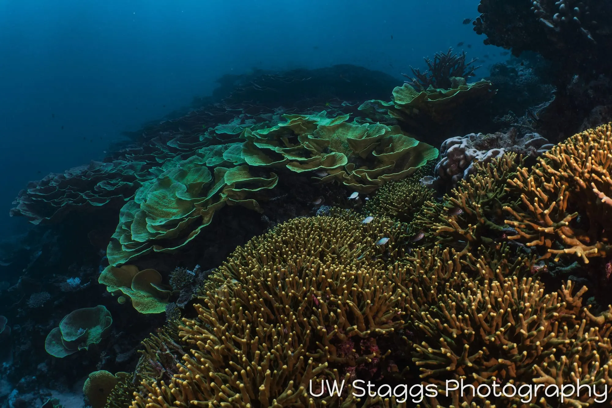 Reef Scene — Taveuni, Fiji