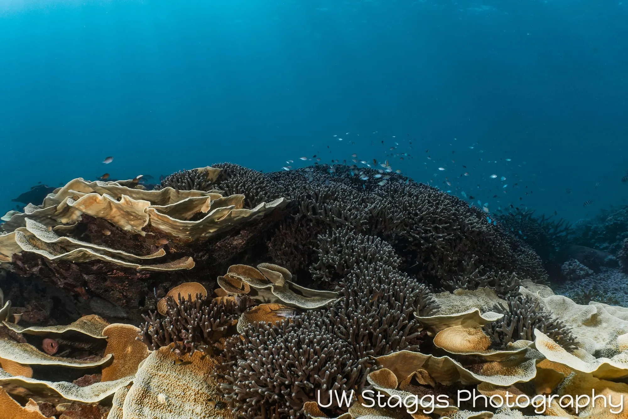 Reef Scene — Taveuni, Fiji