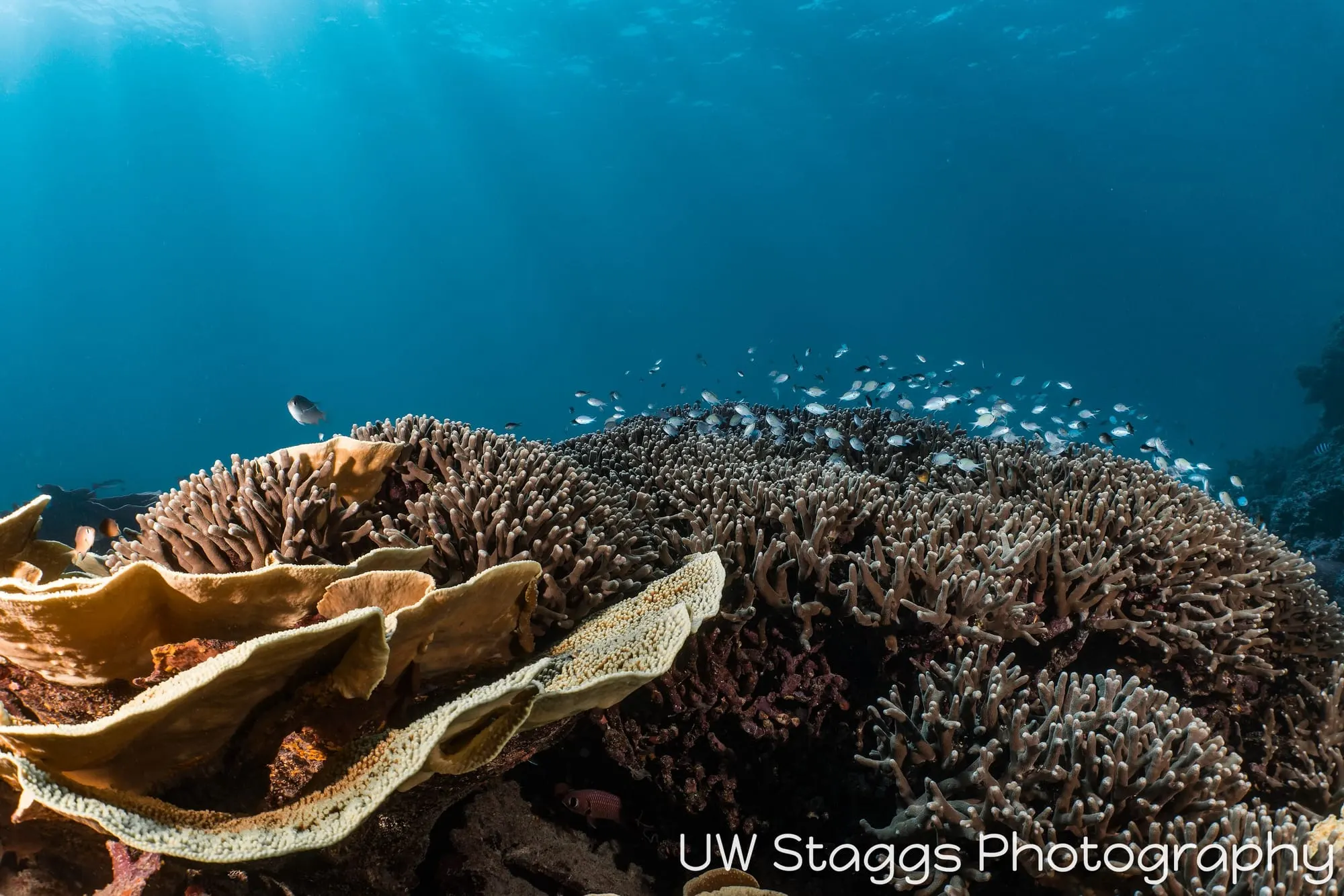 Reef Scene — Taveuni, Fiji