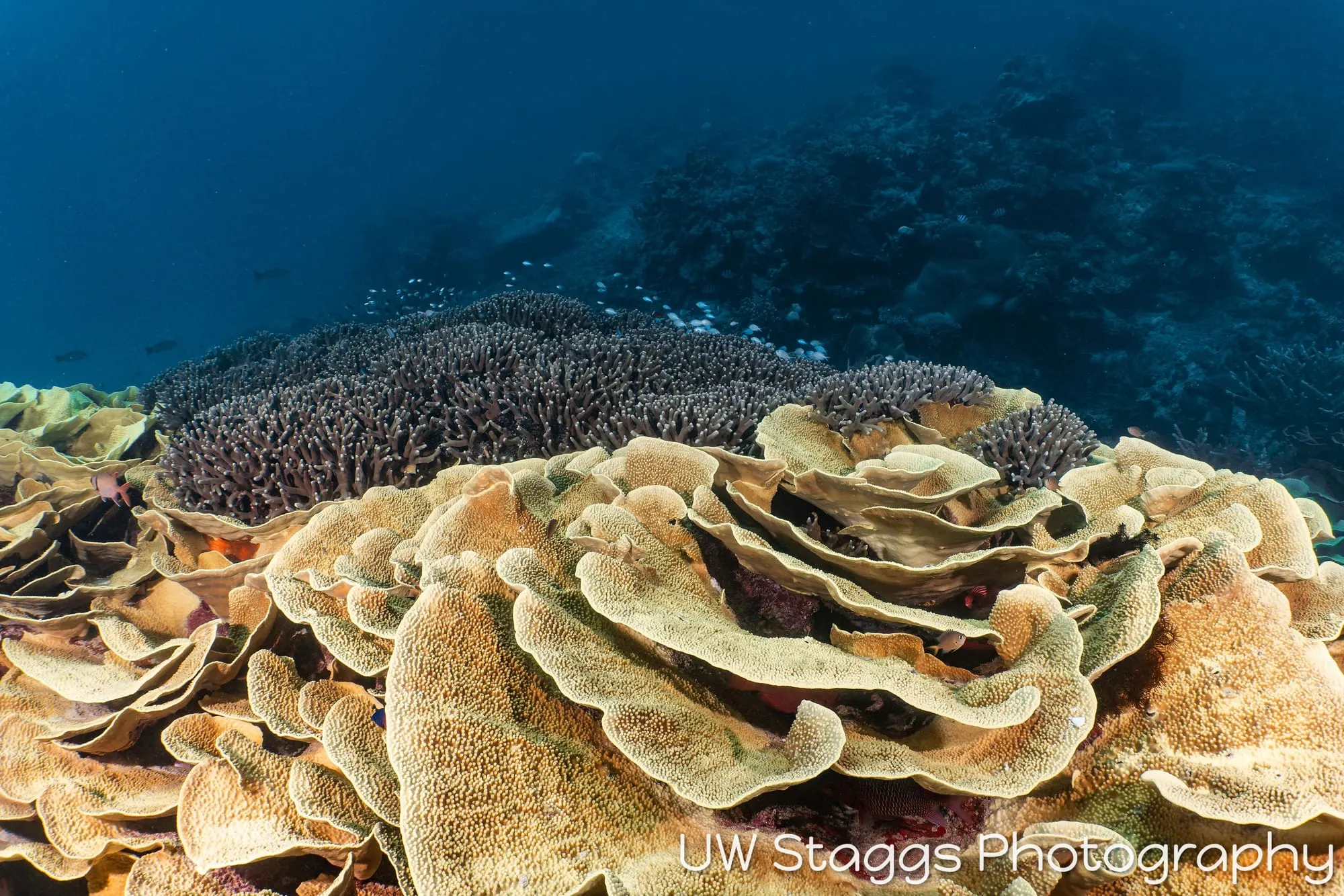 Reef Scene — Taveuni, Fiji