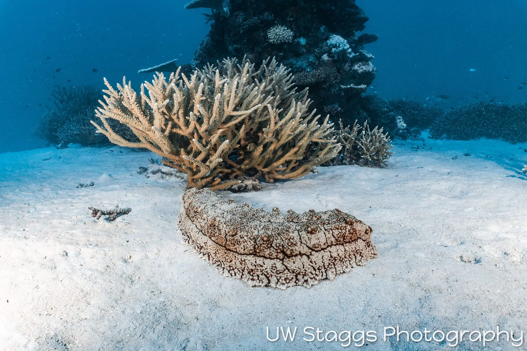 Reef Scene — Taveuni, Fiji