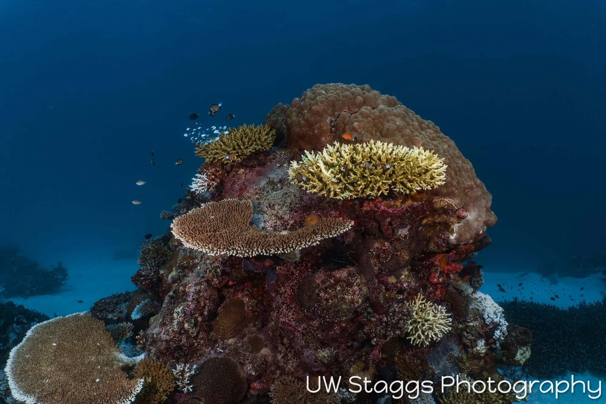 Reef Scene — Taveuni, Fiji
