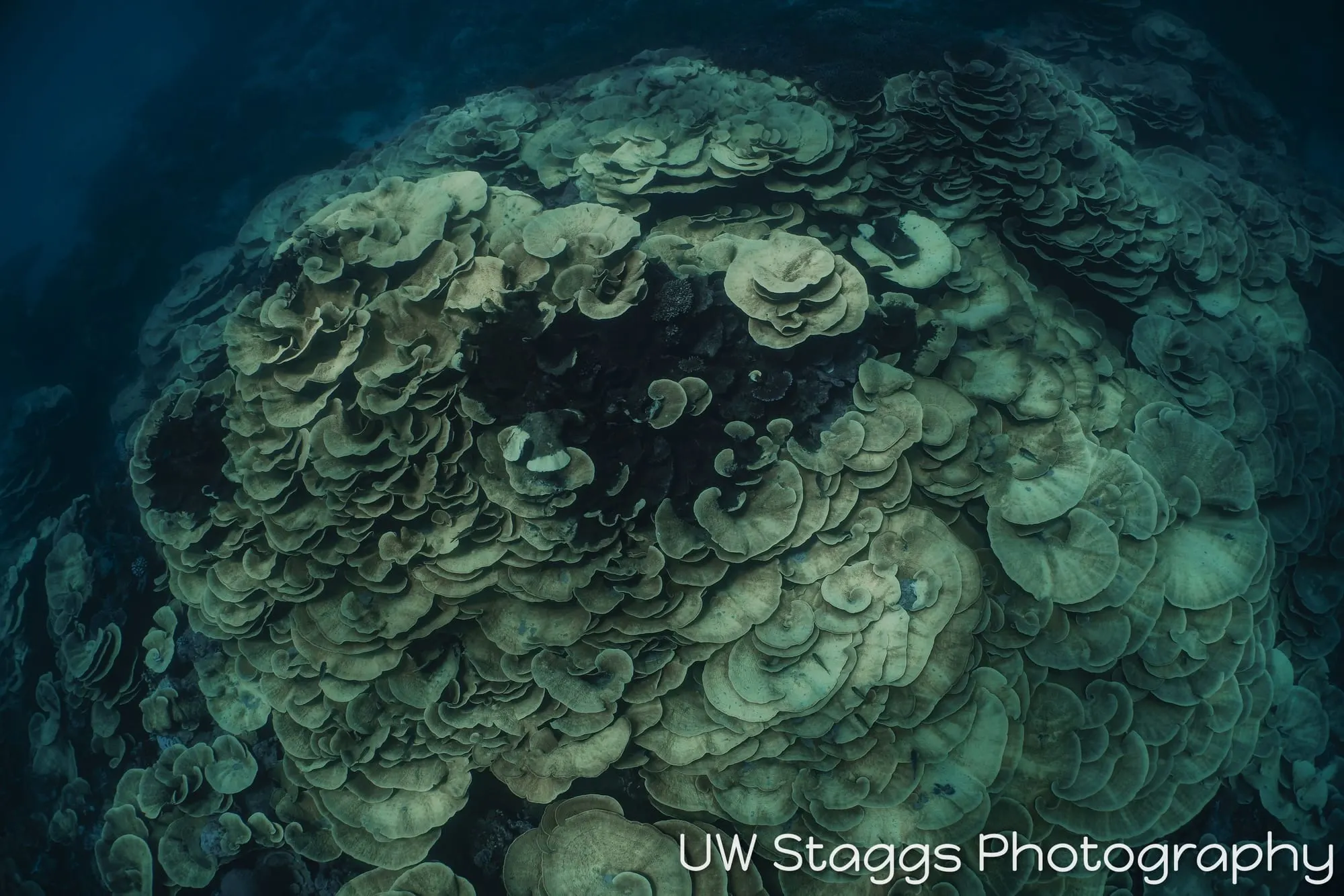 Reef Scene — Taveuni, Fiji