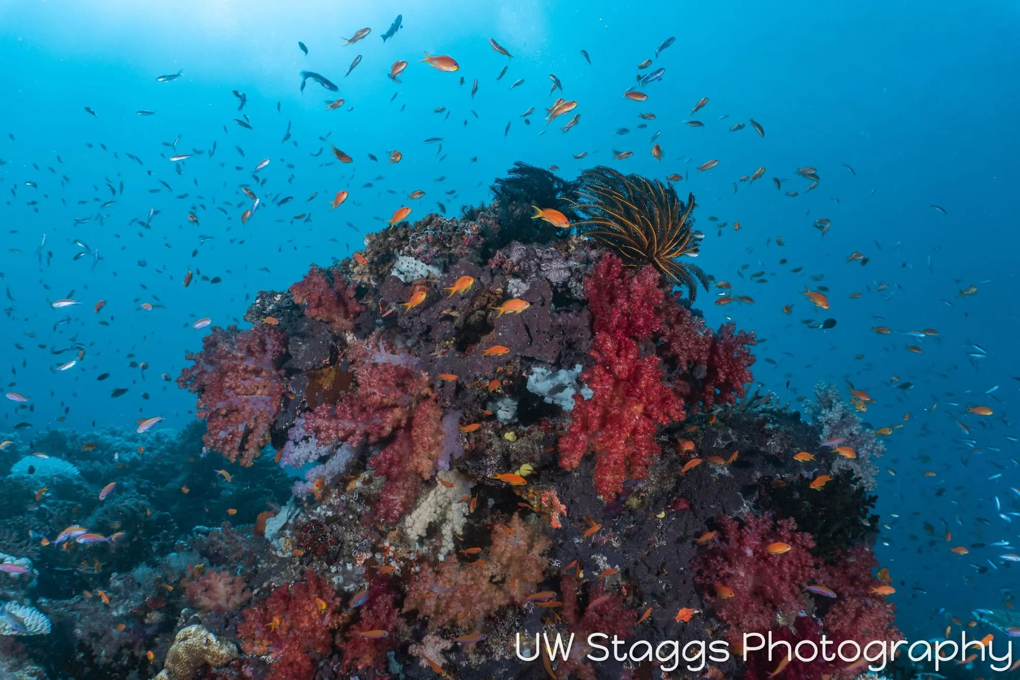 Reef Scene — Taveuni, Fiji