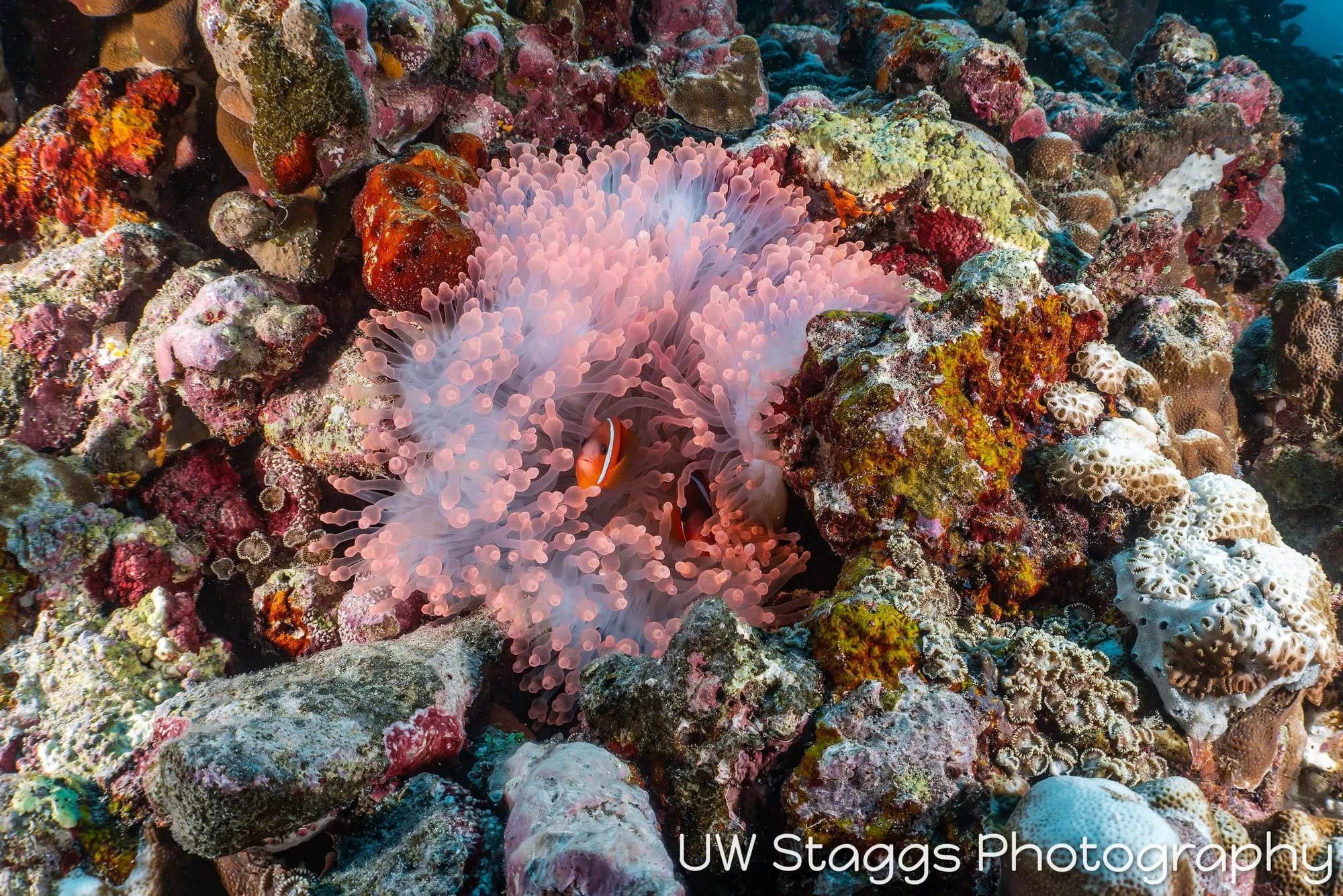 Reef Scene — Taveuni, Fiji