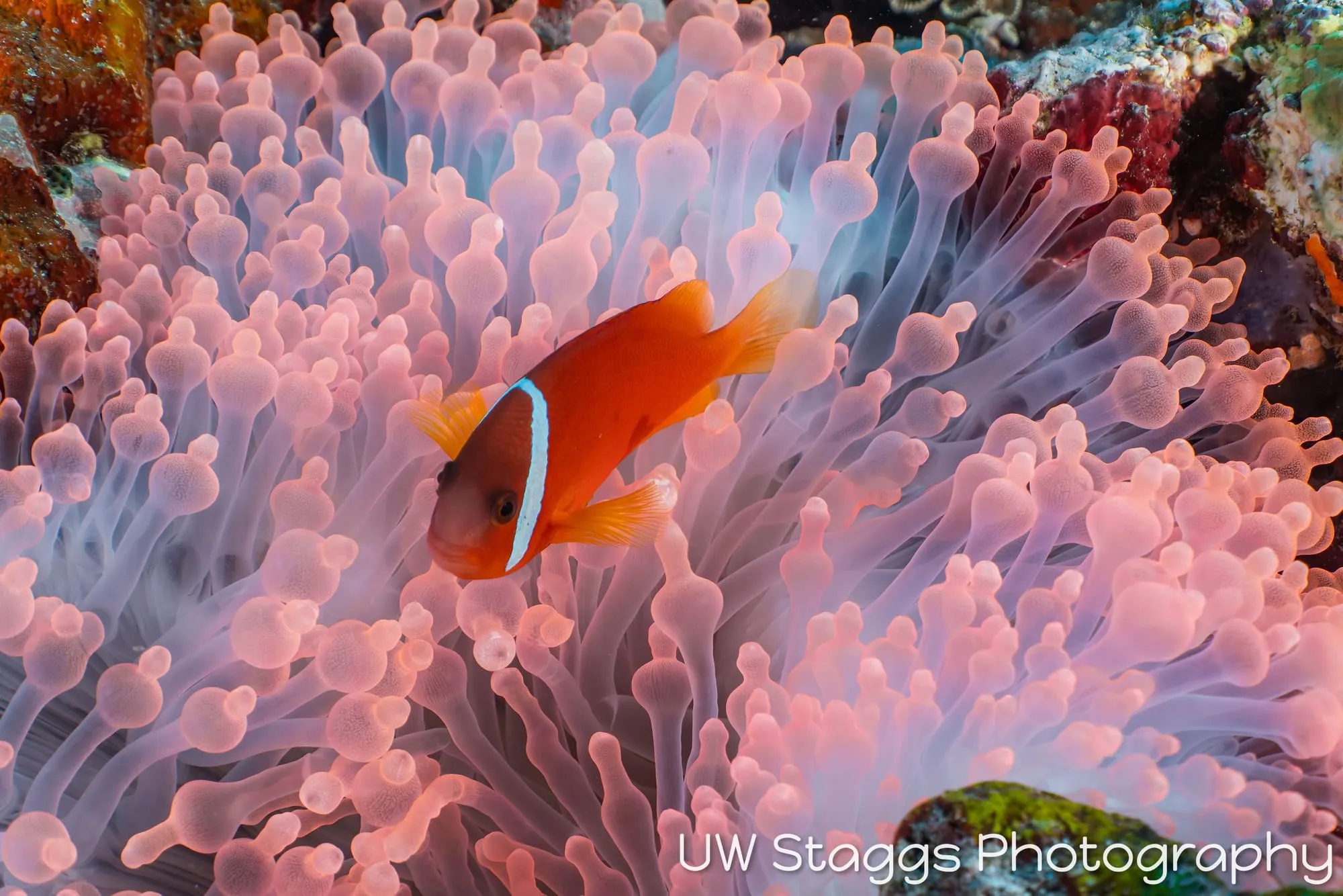 Reef Scene — Taveuni, Fiji