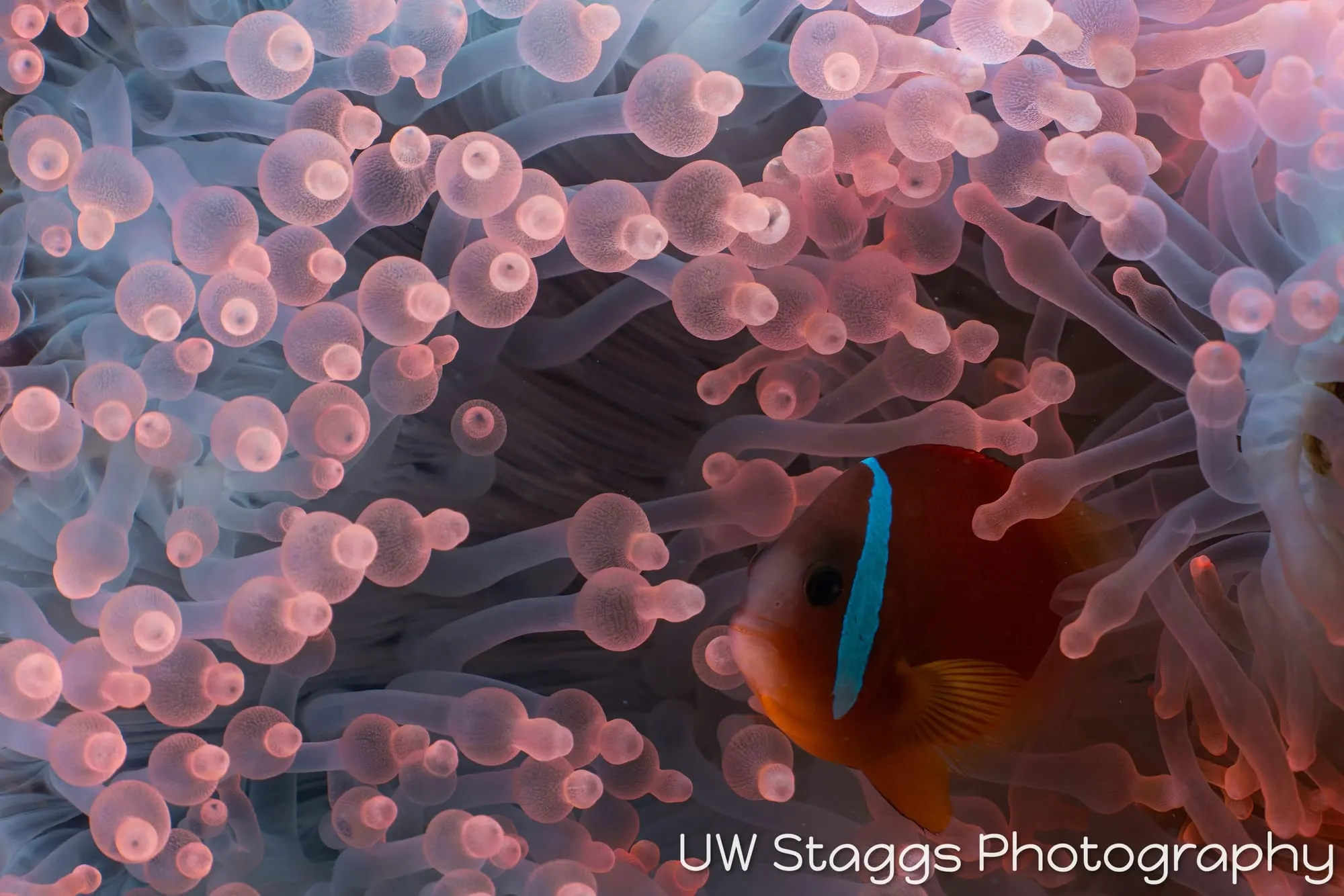 Reef Scene — Taveuni, Fiji