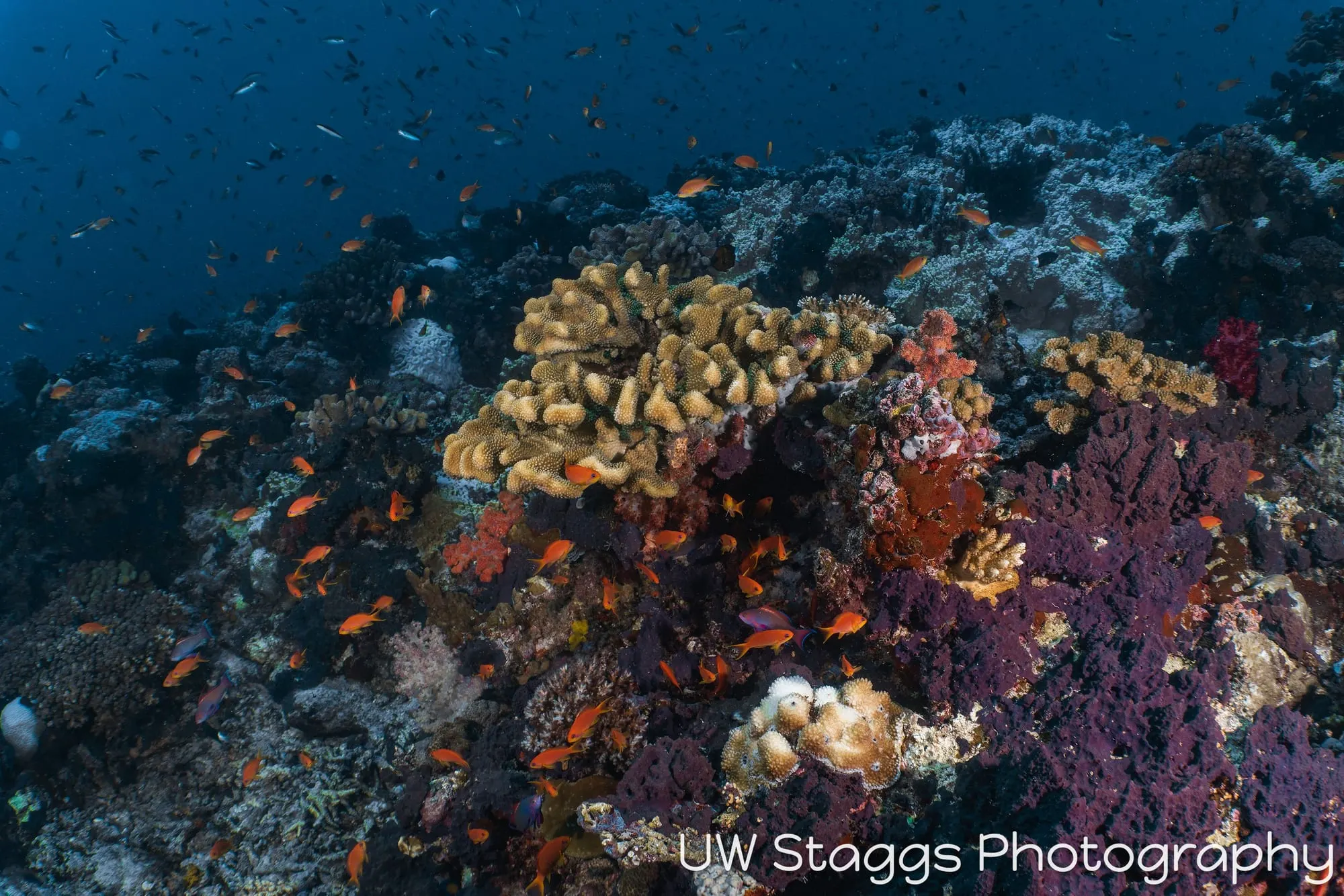 Reef Scene — Taveuni, Fiji
