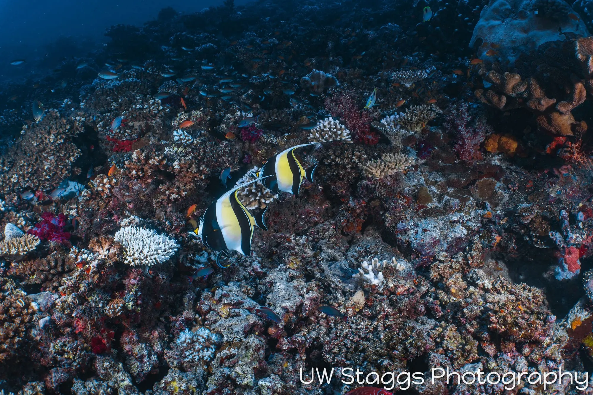 Reef Scene — Taveuni, Fiji