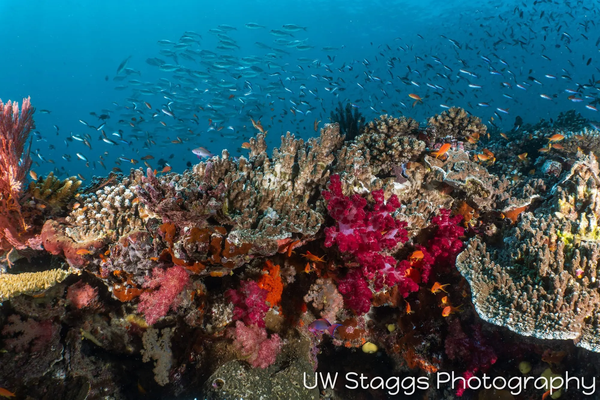 Reef Scene — Taveuni, Fiji