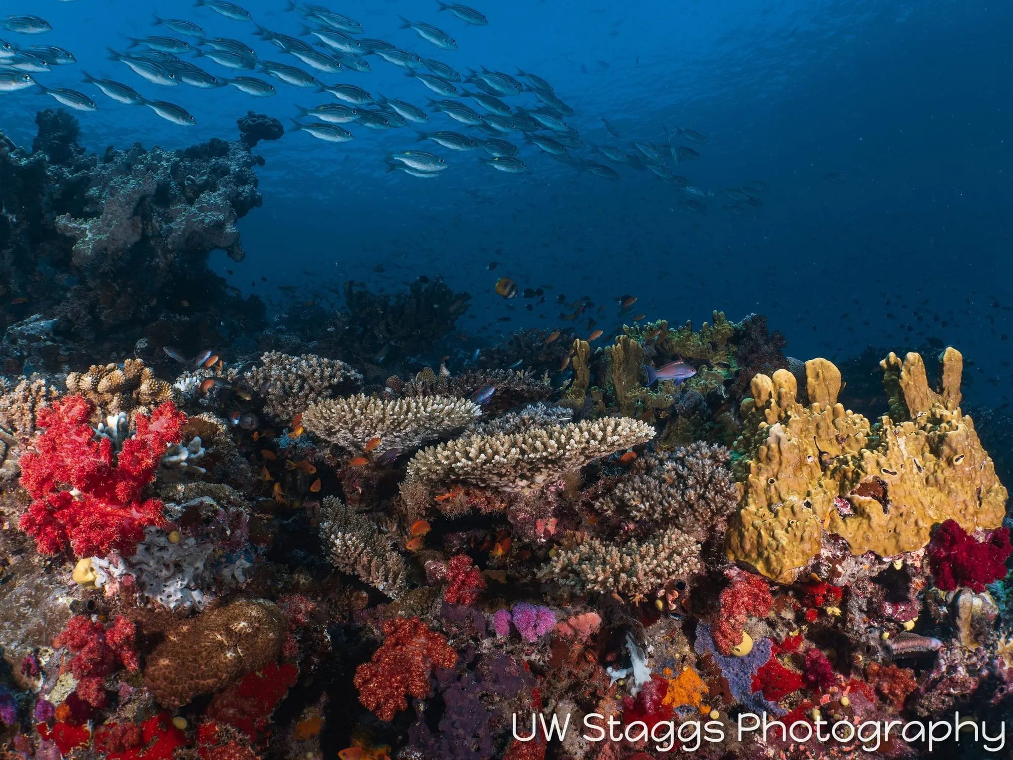 Reef Scene — Taveuni, Fiji