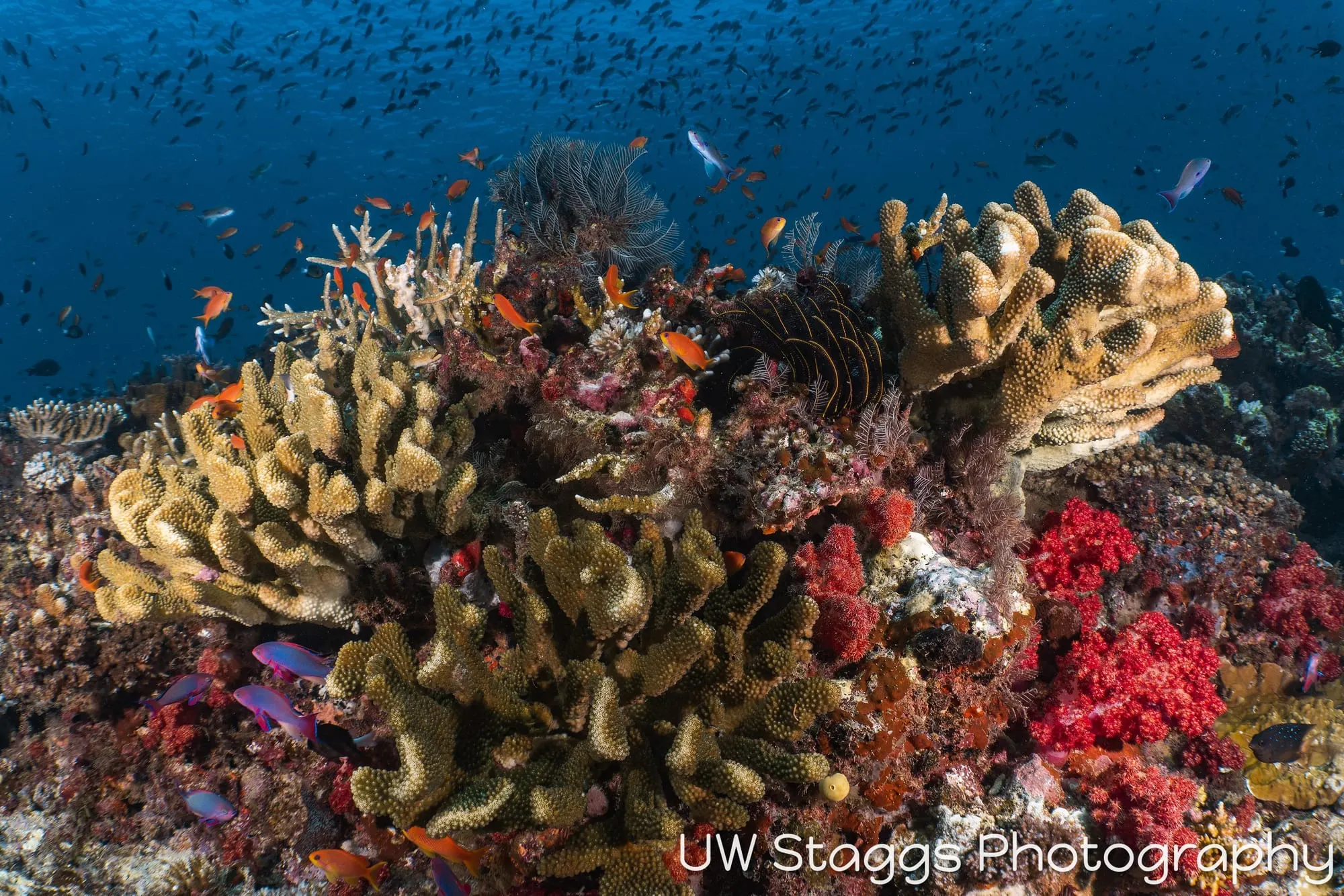 Reef Scene — Taveuni, Fiji