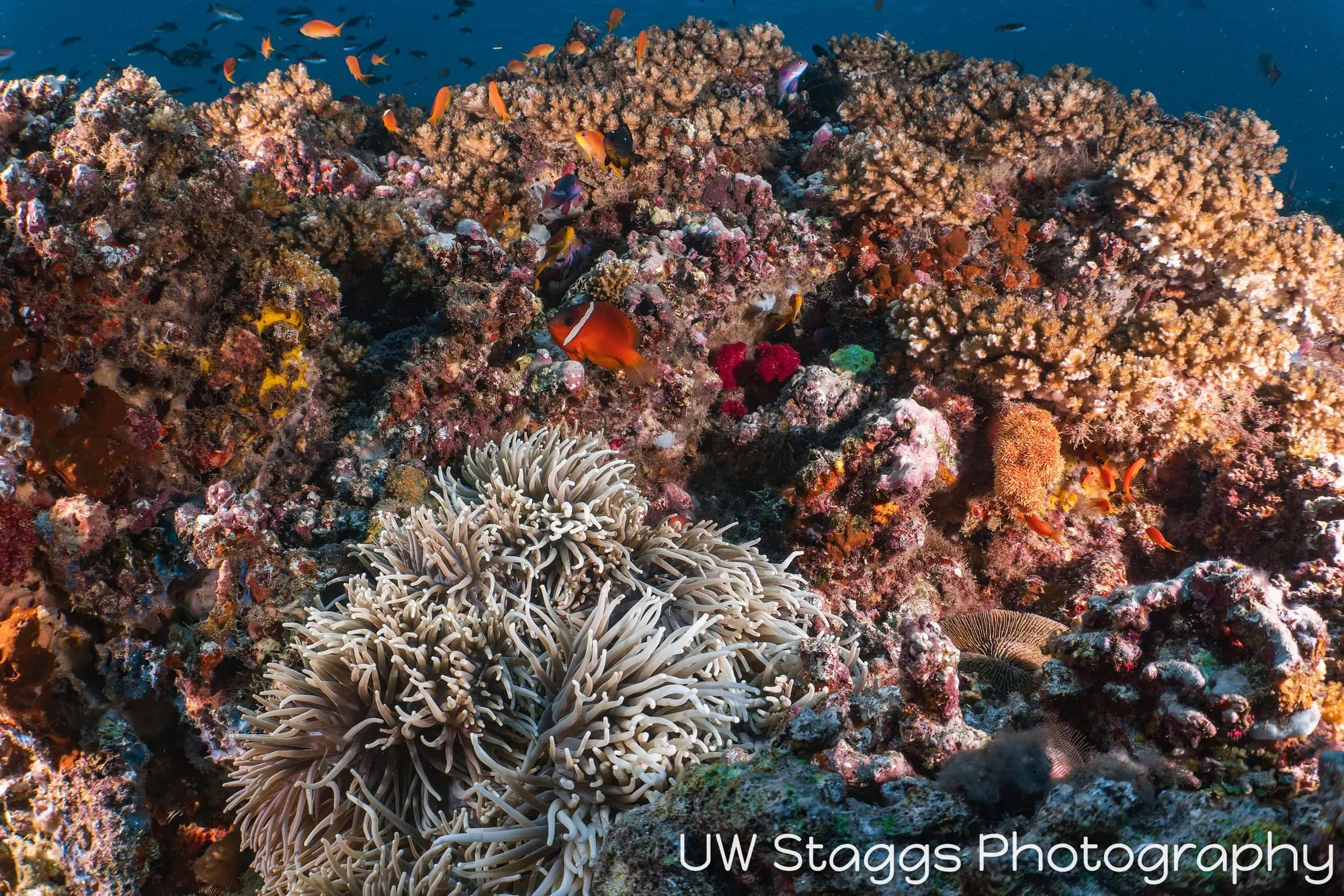 Reef Scene — Taveuni, Fiji