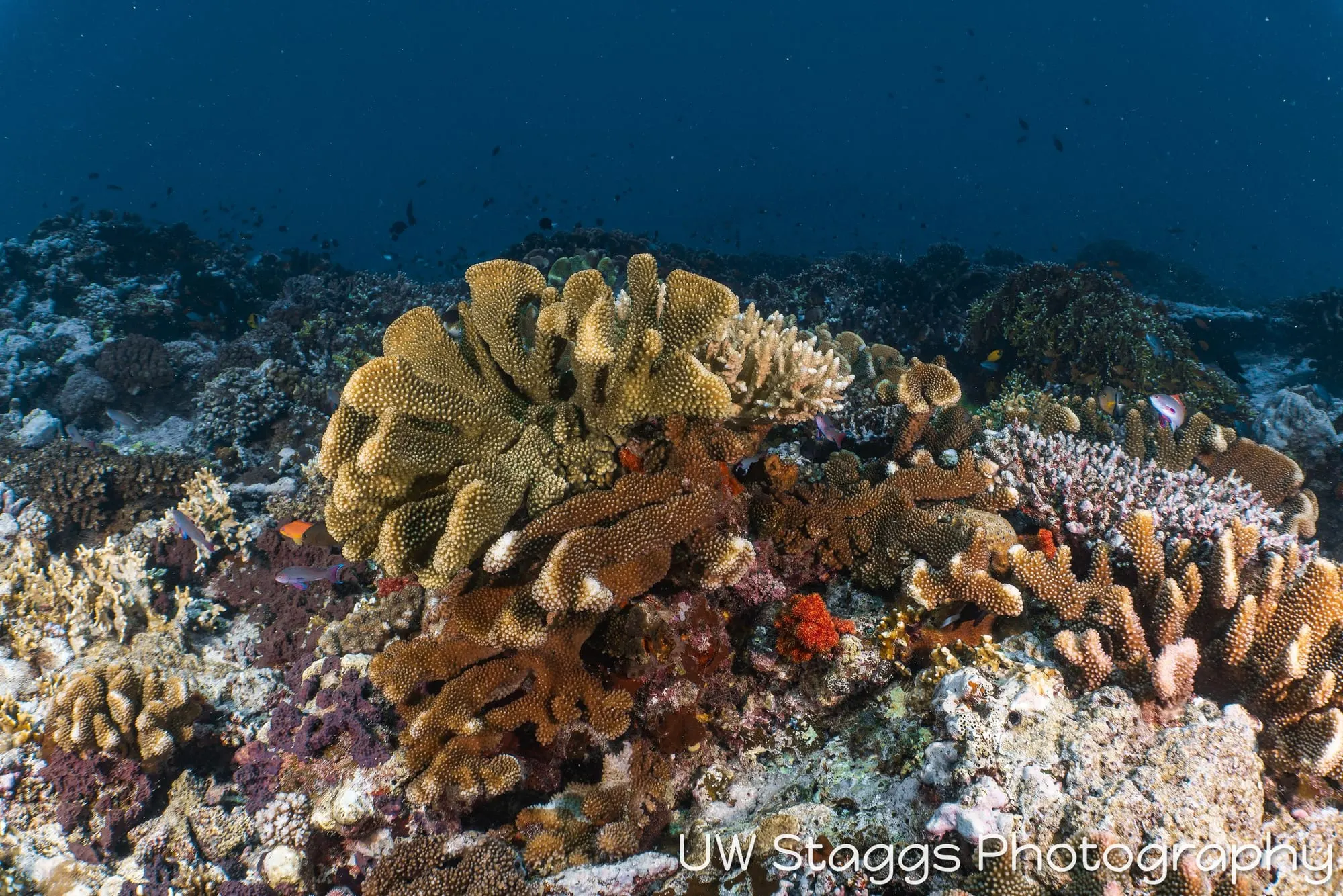 Reef Scene — Taveuni, Fiji