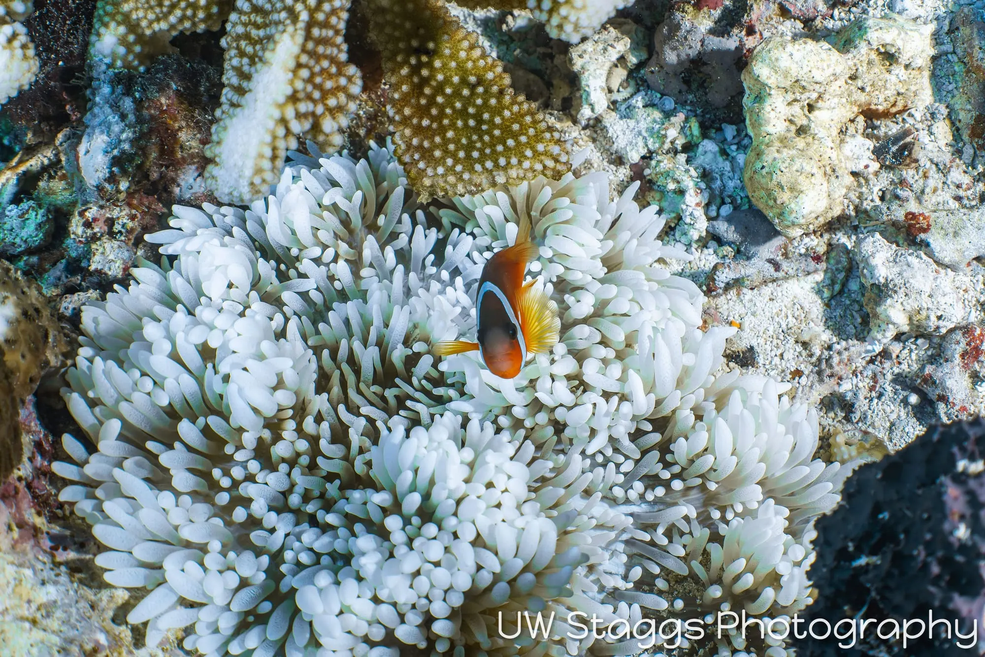 Reef Scene — Taveuni, Fiji