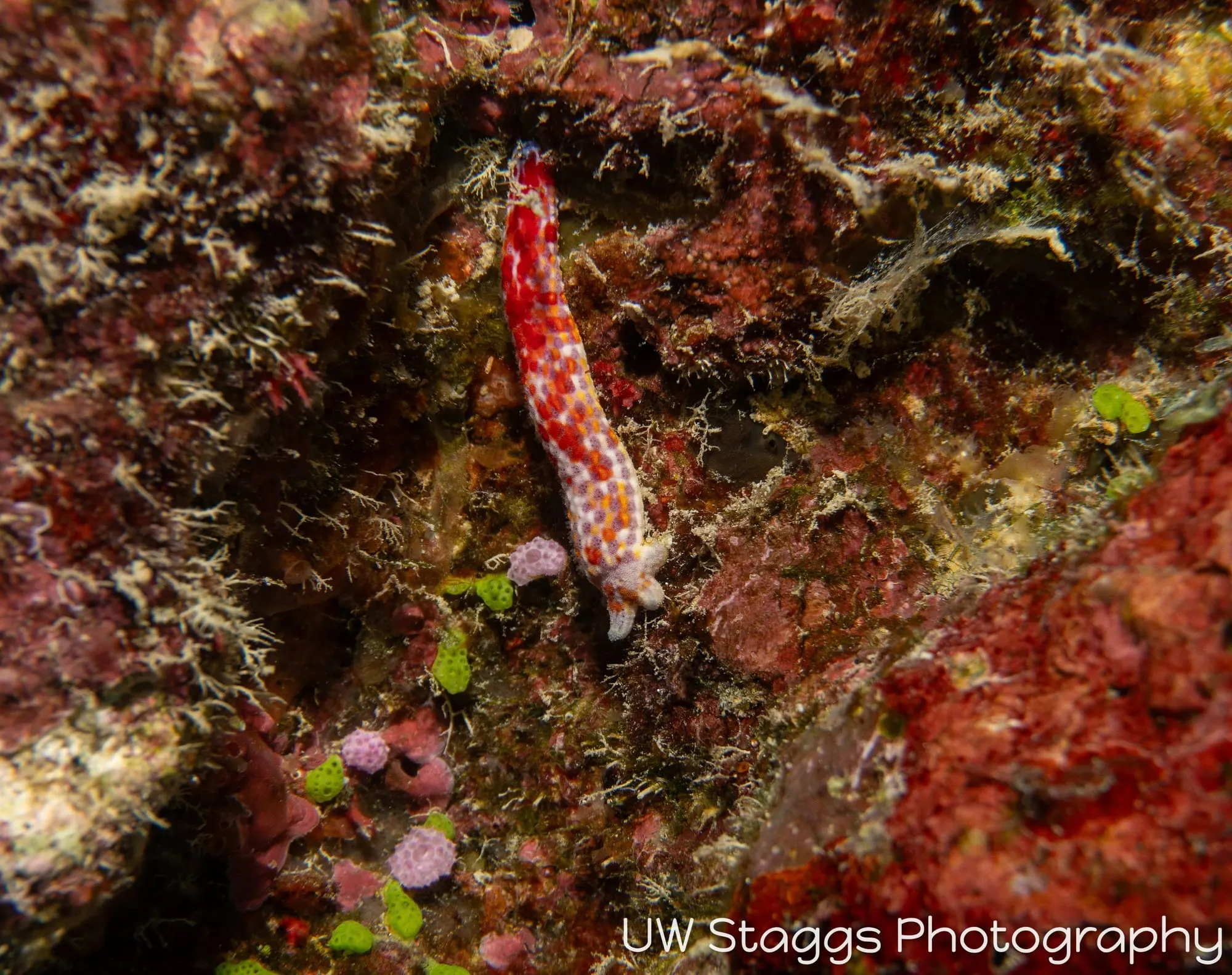Reef Scene — Taveuni, Fiji
