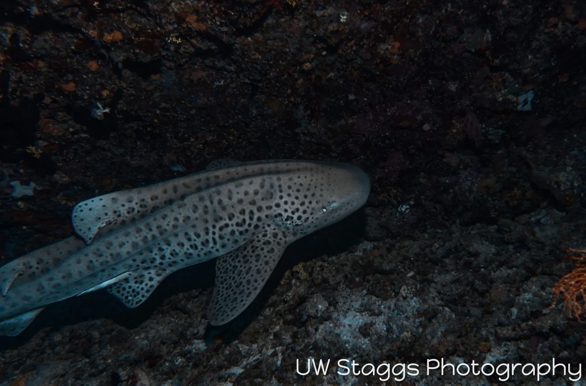 Reef Scene — Taveuni, Fiji