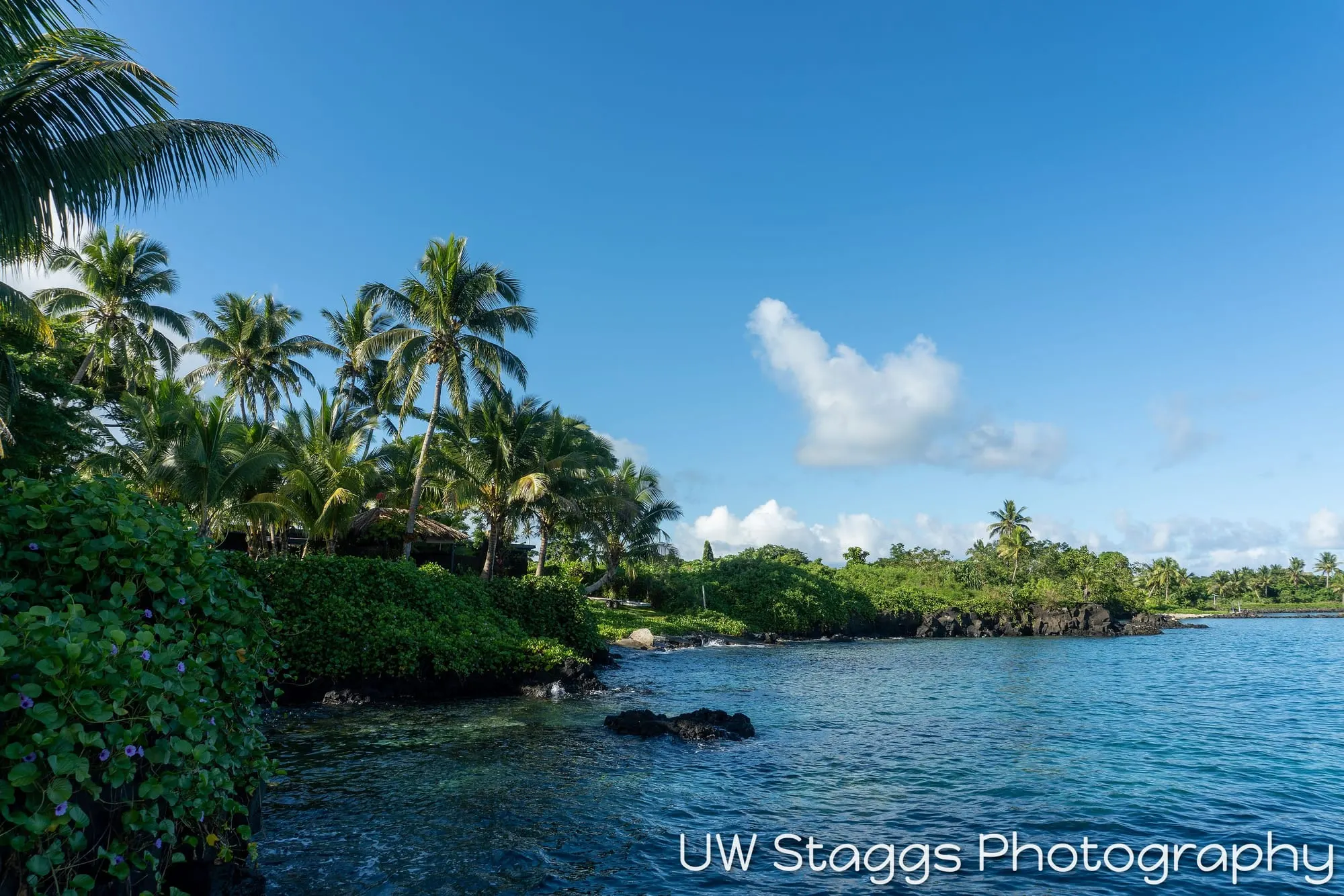 Reef Scene — Taveuni, Fiji