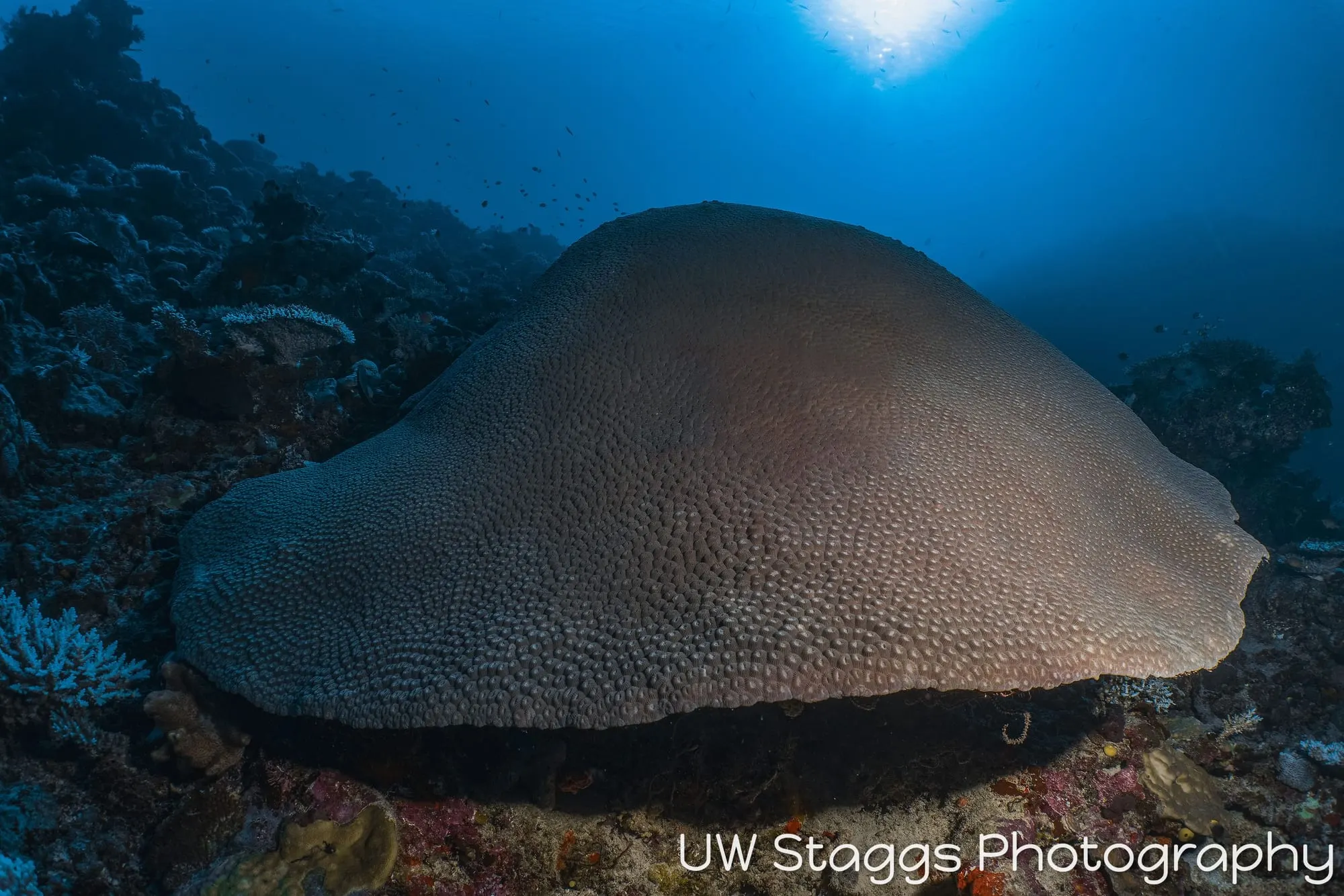 Reef Scene — Taveuni, Fiji