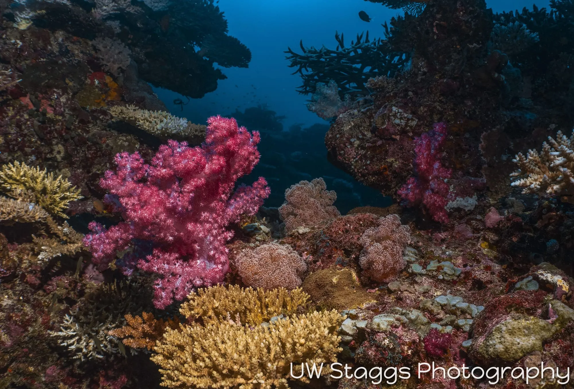 Reef Scene — Taveuni, Fiji