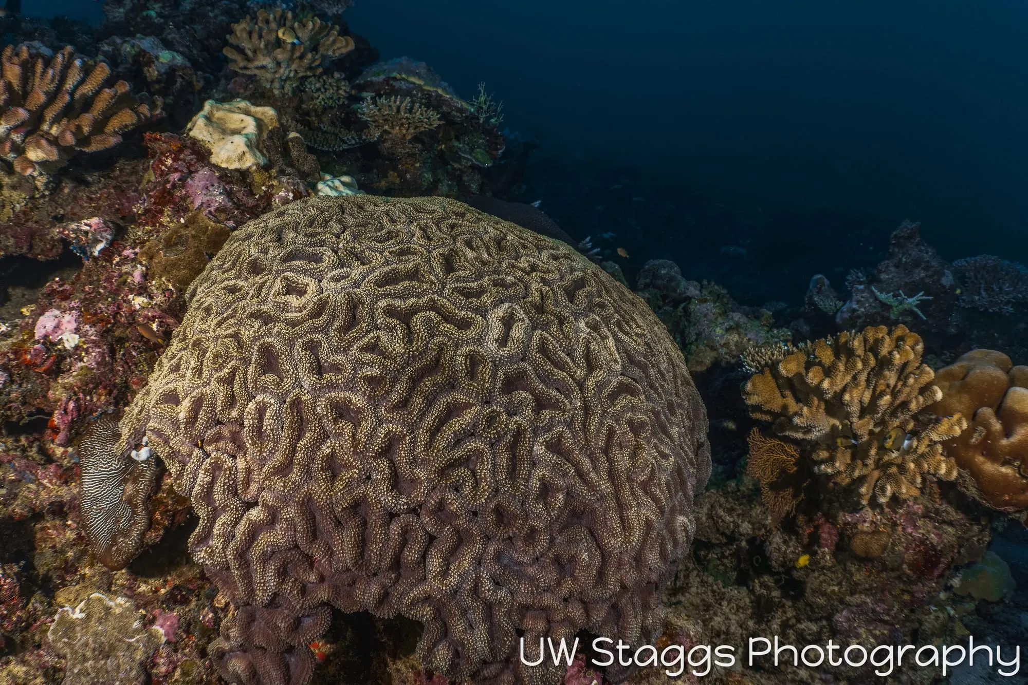 Reef Scene — Taveuni, Fiji