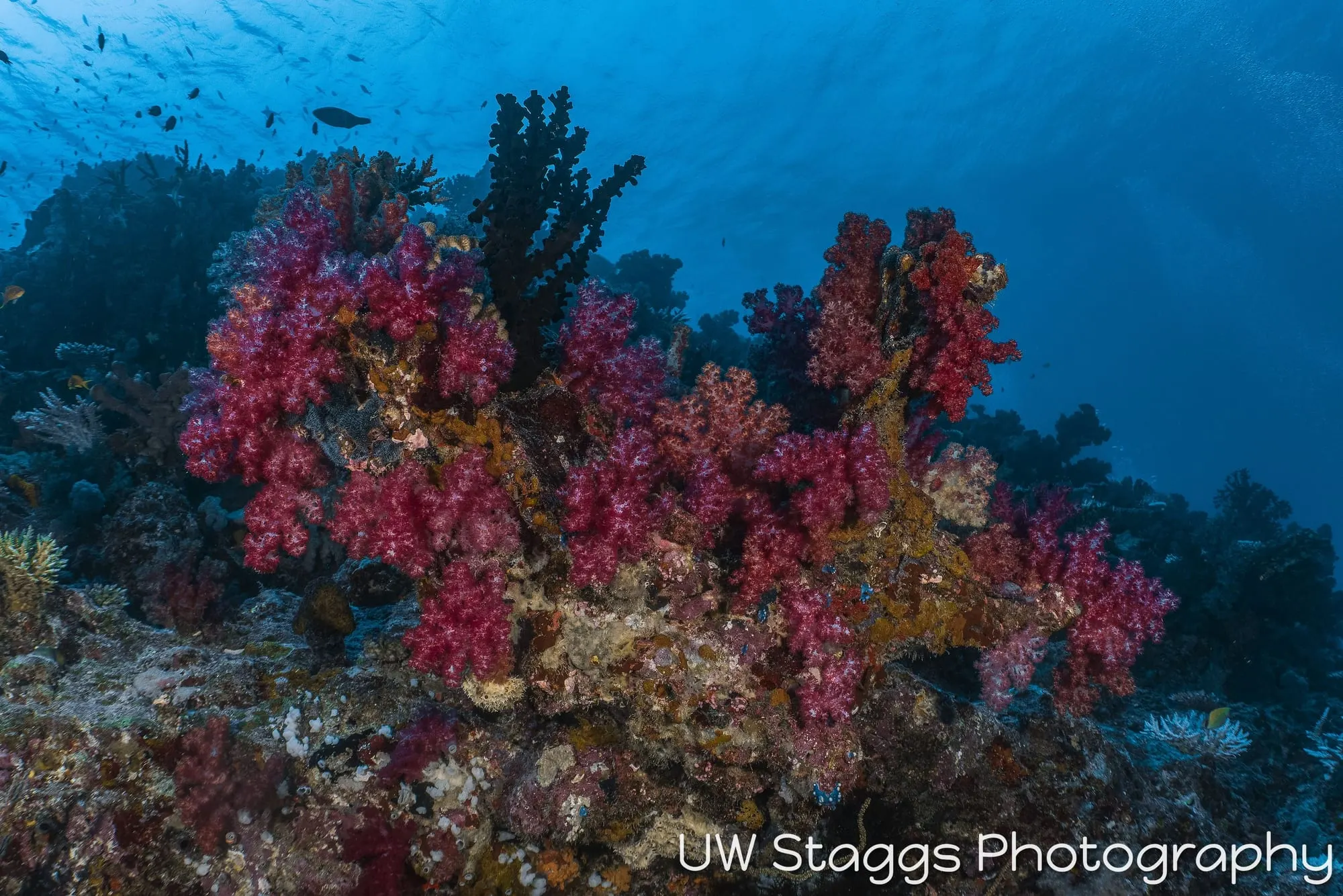 Reef Scene — Taveuni, Fiji