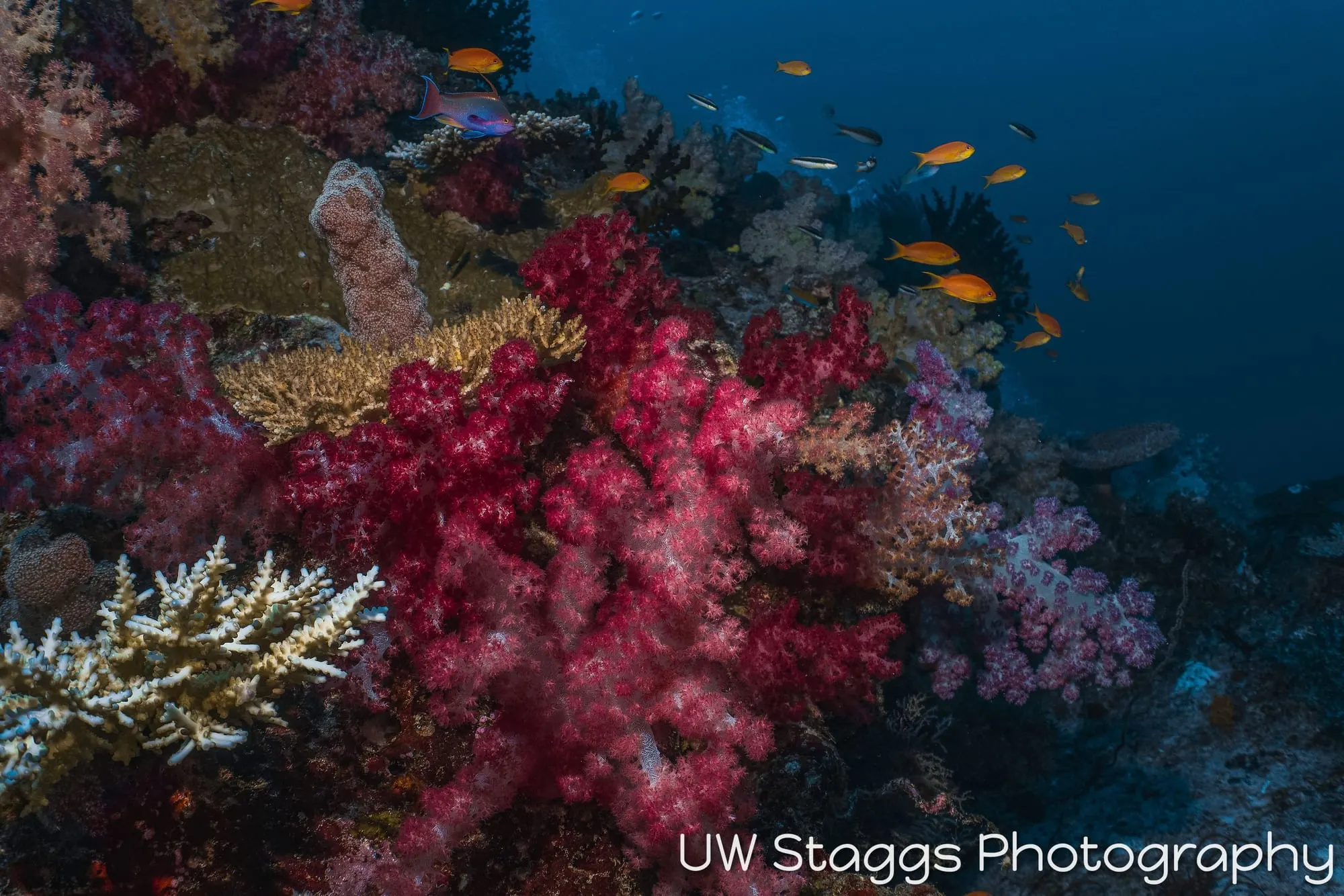 Reef Scene — Taveuni, Fiji