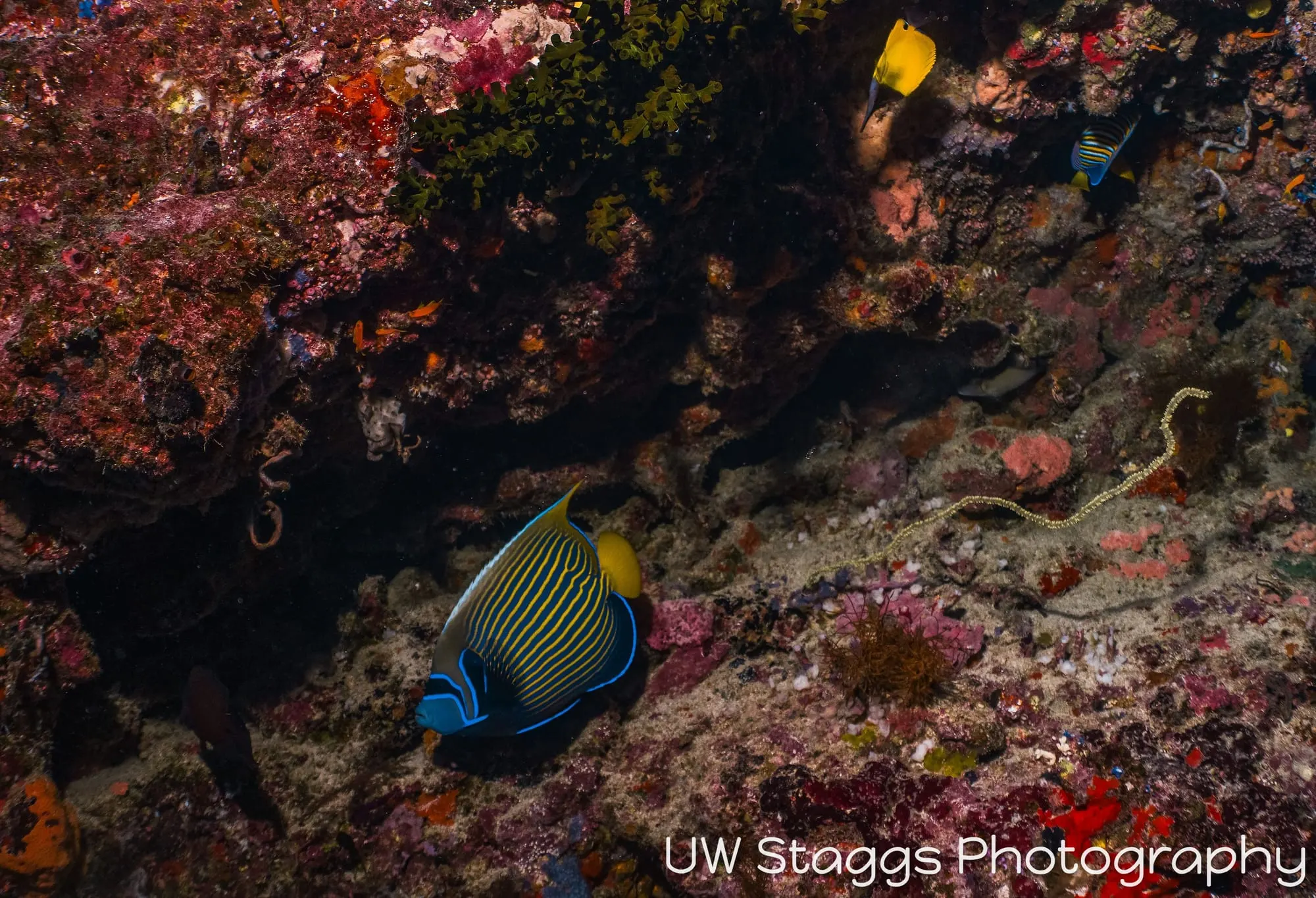 Reef Scene — Taveuni, Fiji