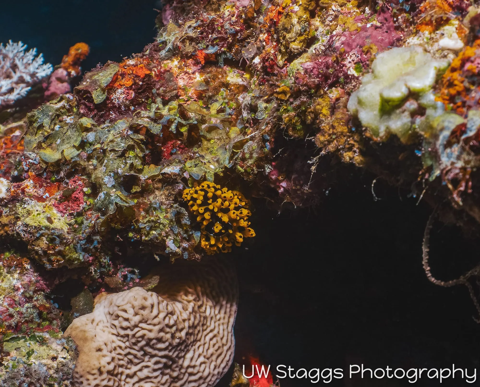 Reef Scene — Taveuni, Fiji