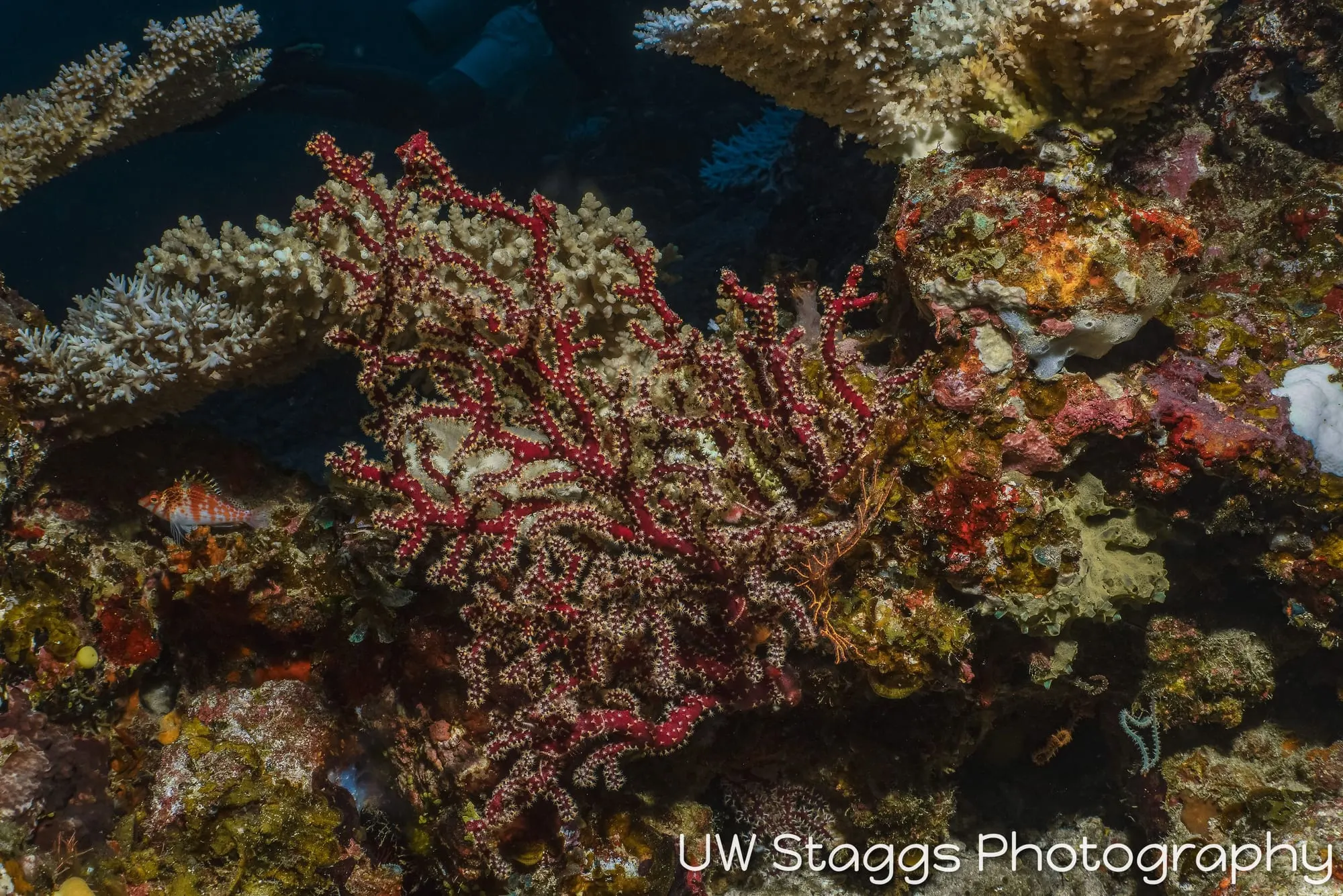 Reef Scene — Taveuni, Fiji