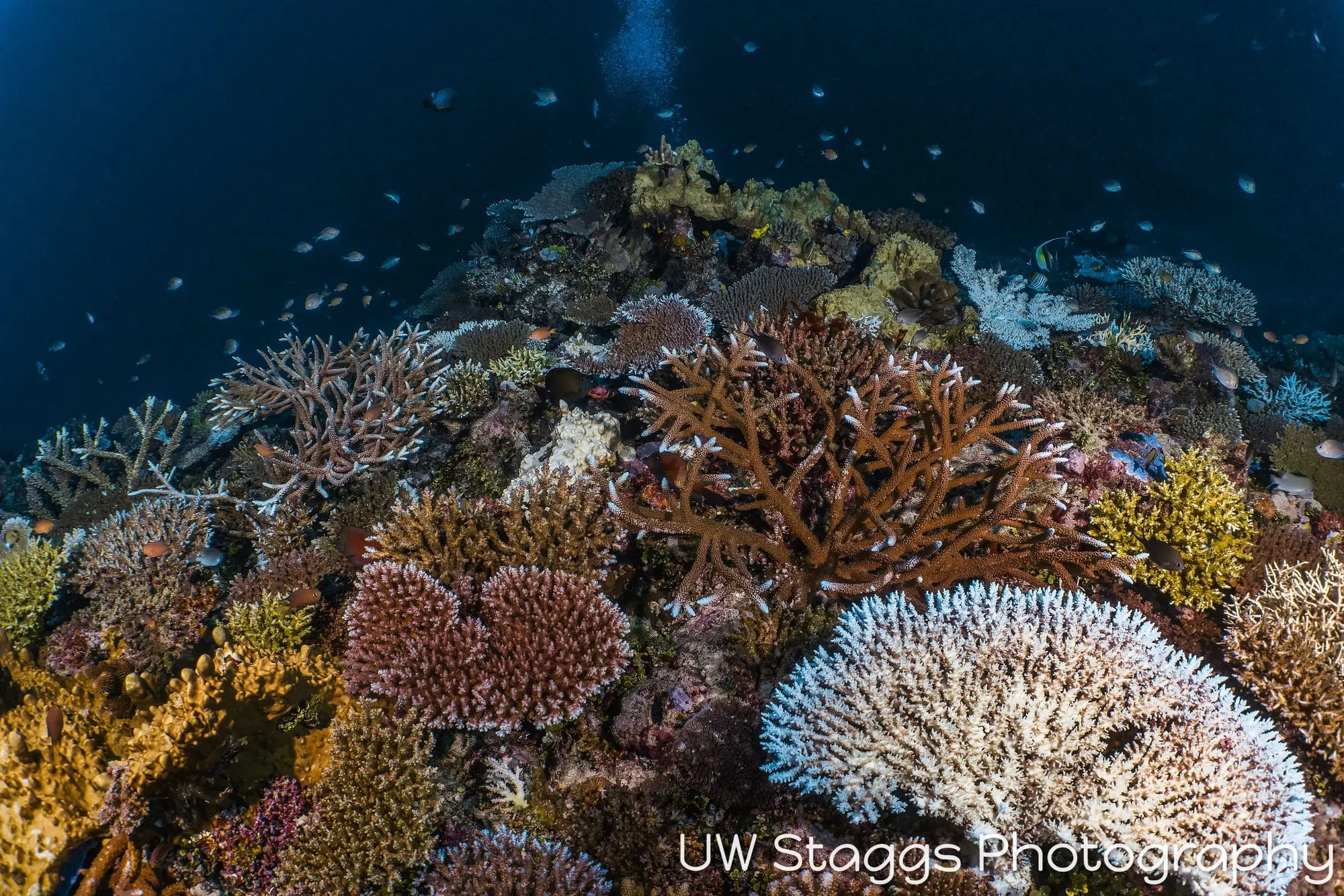 Reef Scene — Taveuni, Fiji