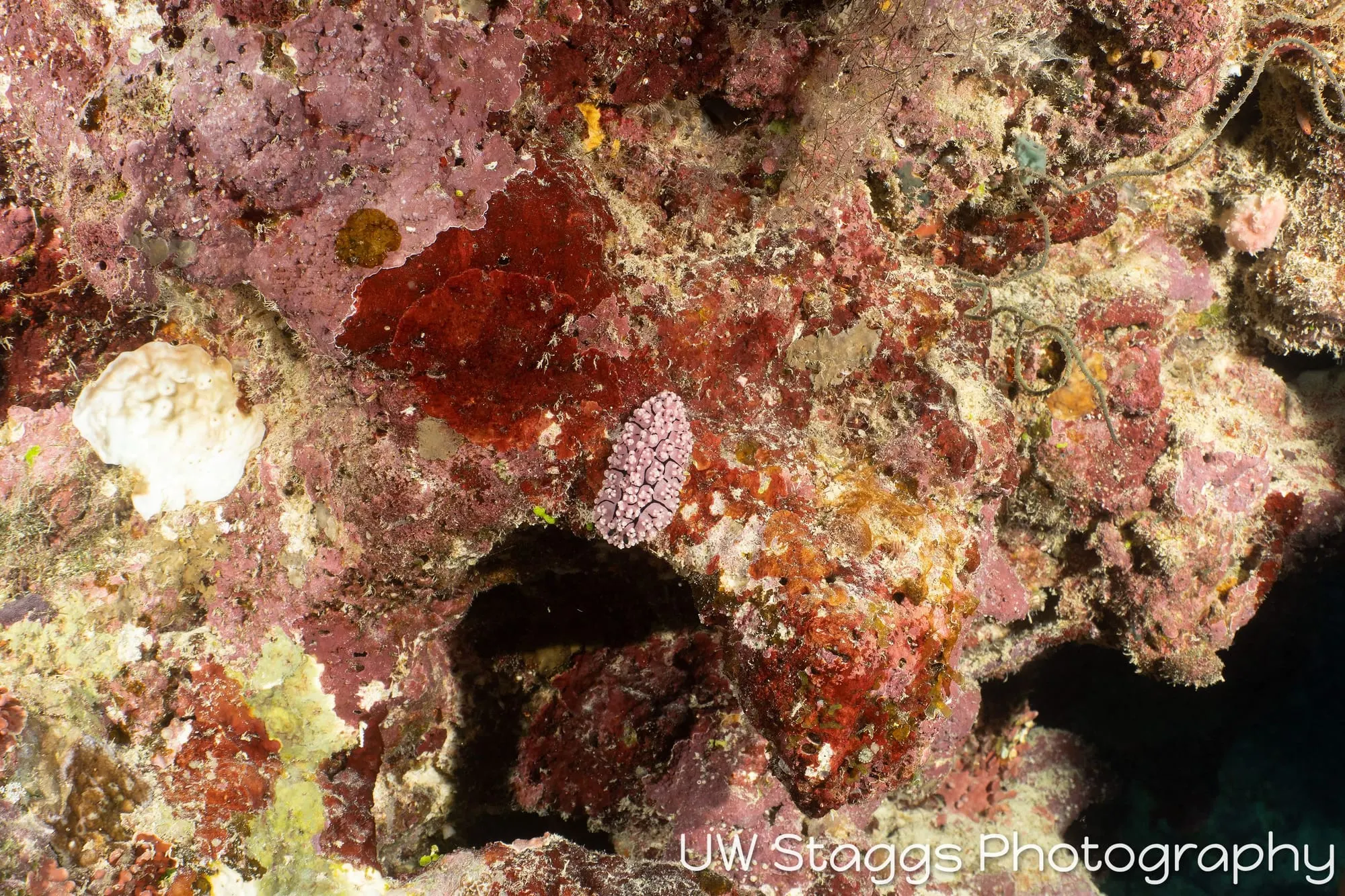 Reef Scene — Taveuni, Fiji