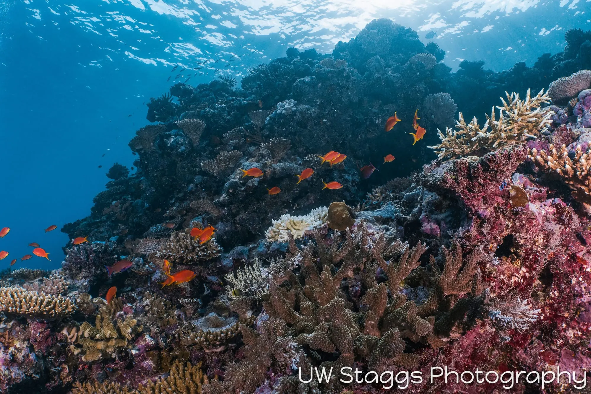 Reef Scene — Taveuni, Fiji