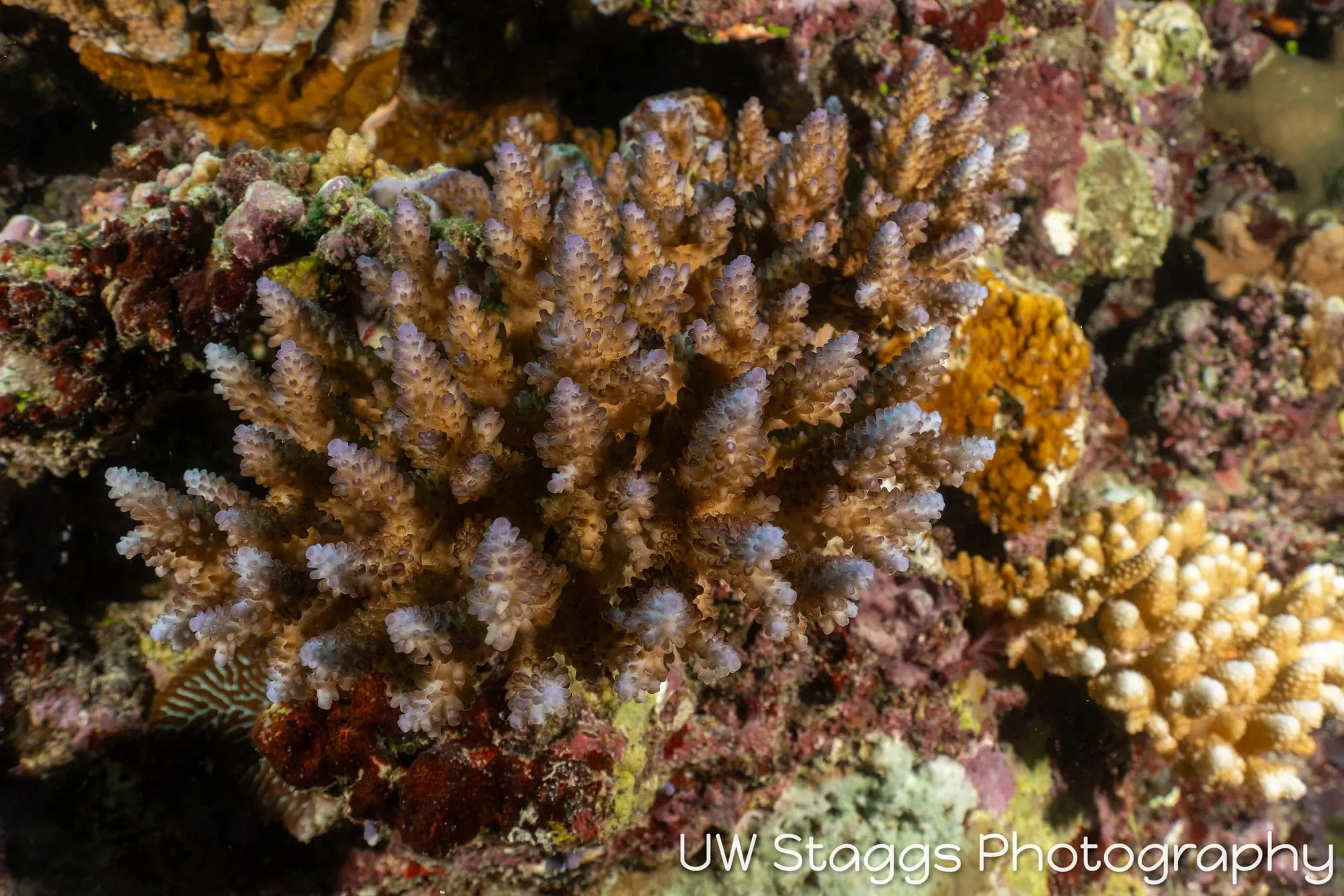 Reef Scene — Taveuni, Fiji