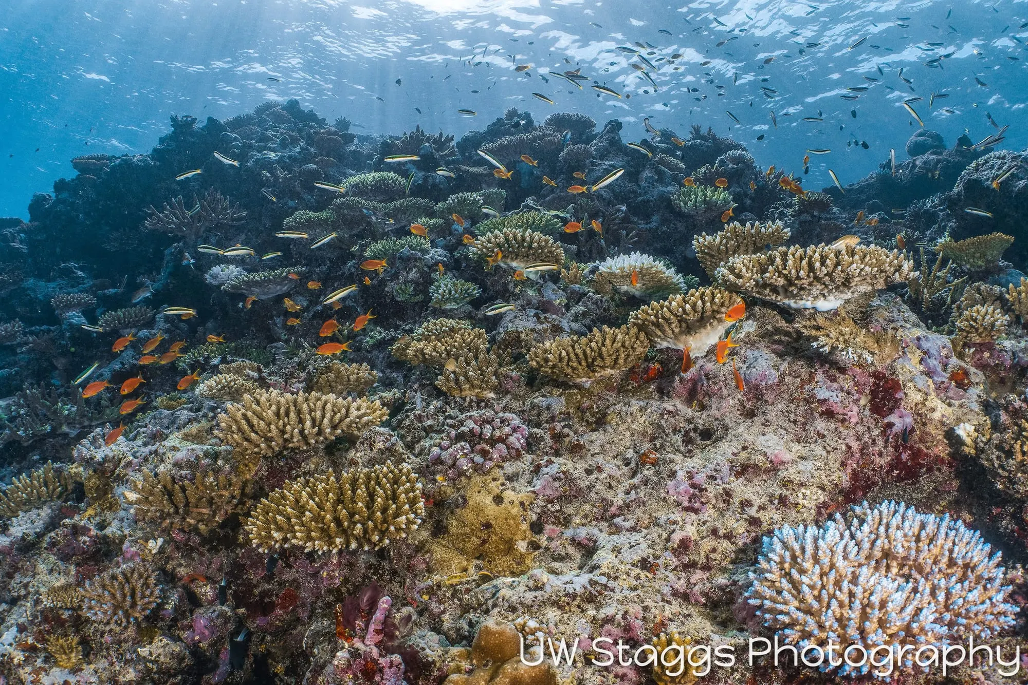 Reef Scene — Taveuni, Fiji