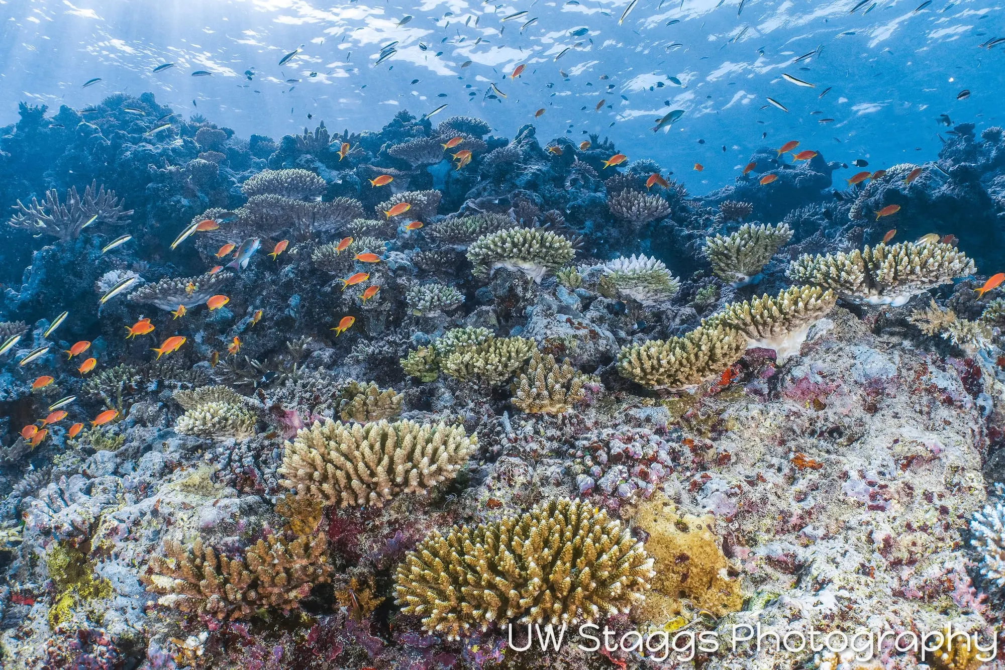 Reef Scene — Taveuni, Fiji