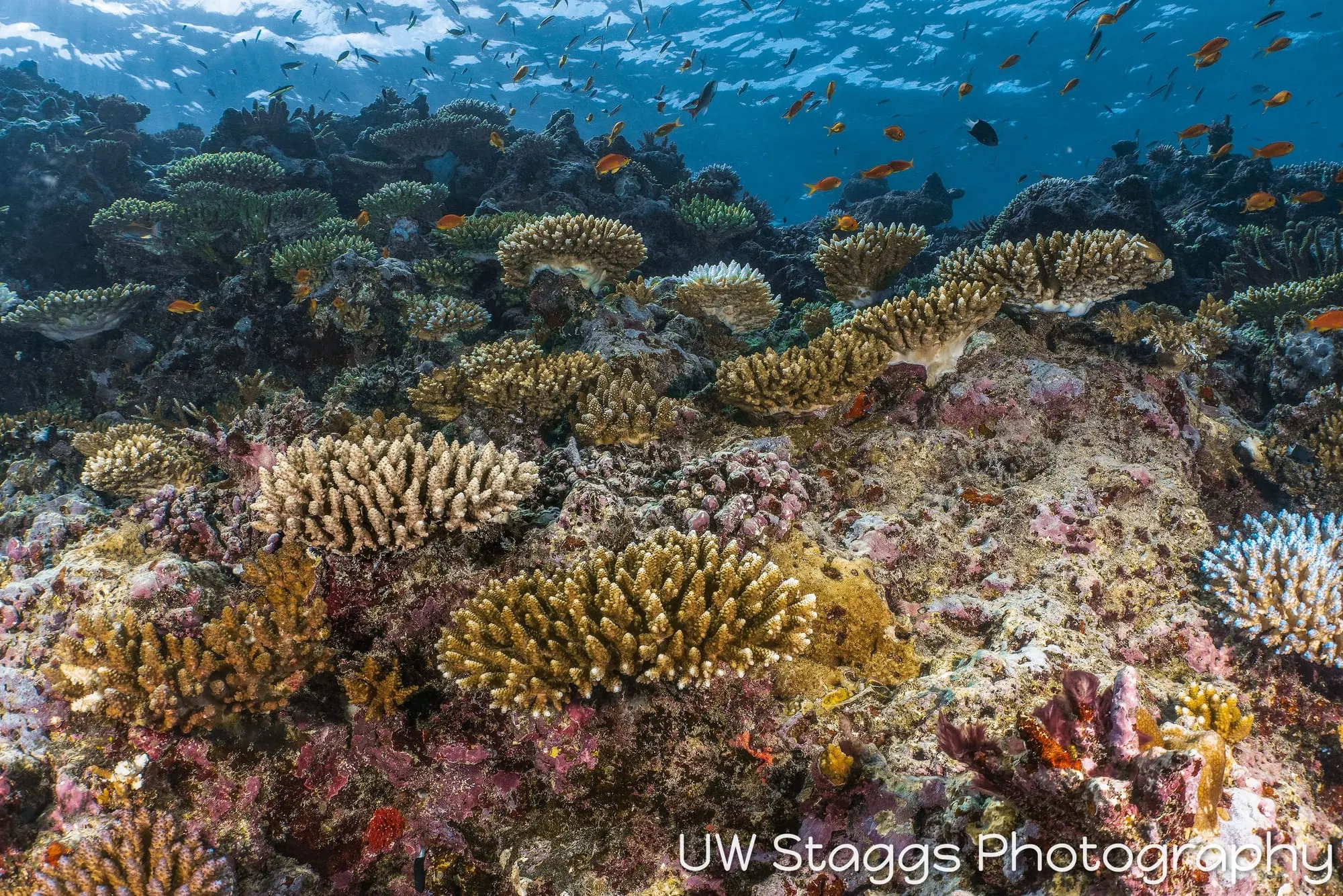 Reef Scene — Taveuni, Fiji