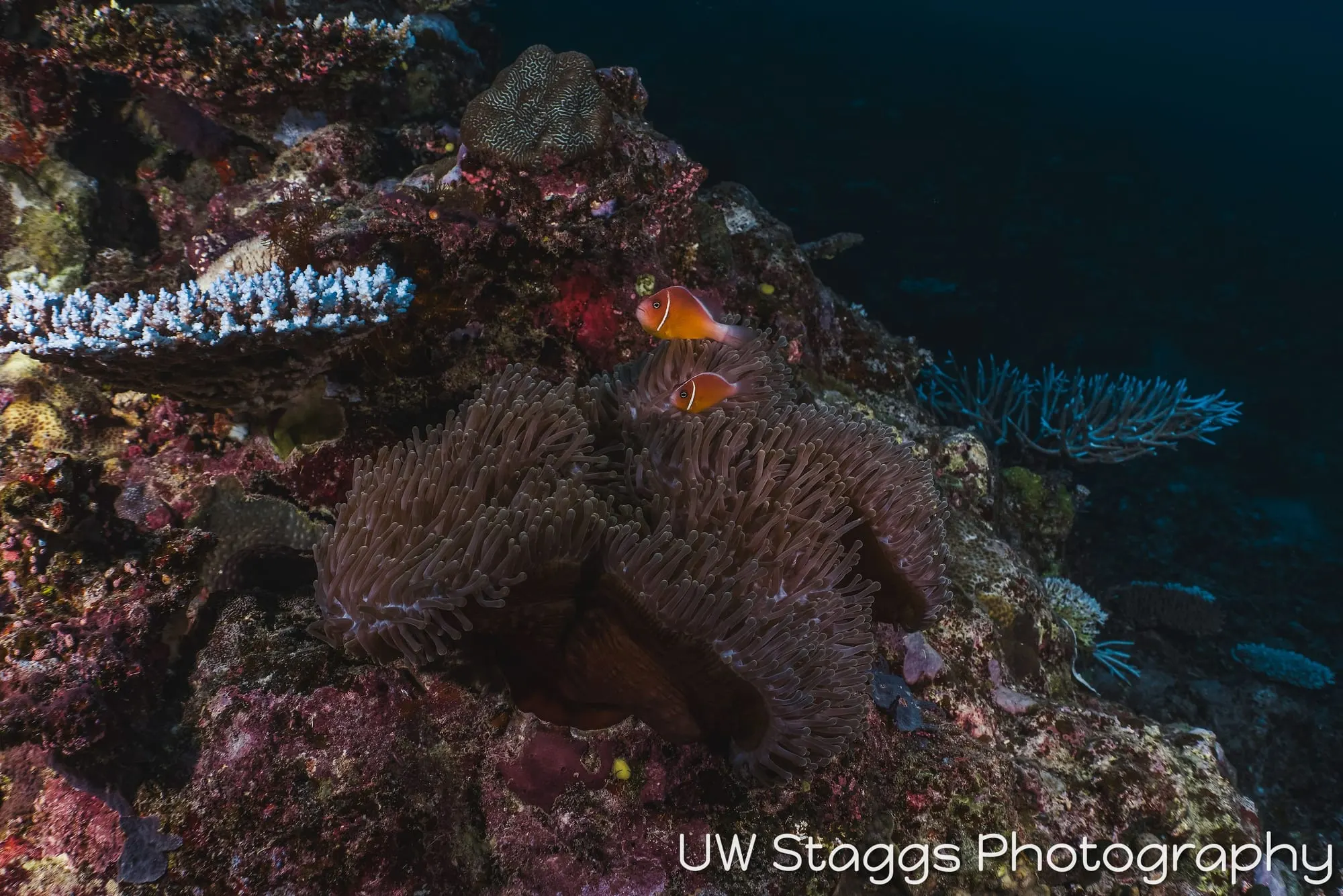 Reef Scene — Taveuni, Fiji