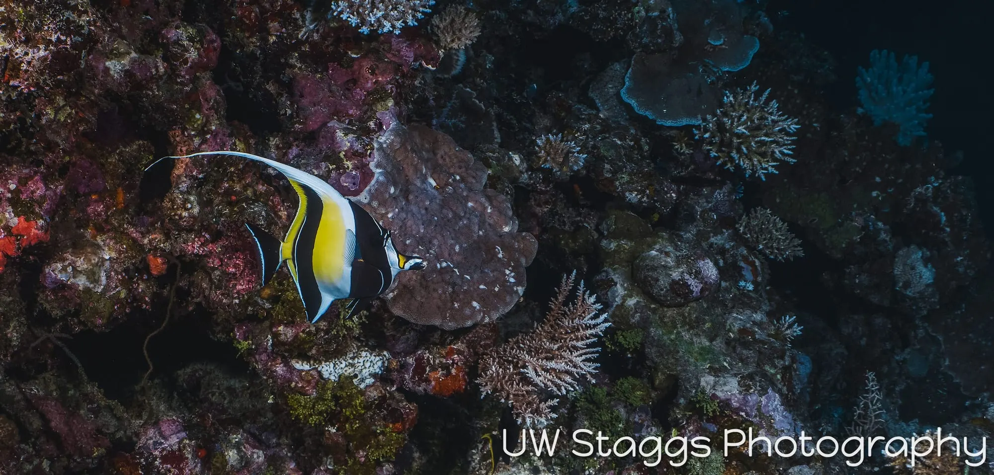 Reef Scene — Taveuni, Fiji