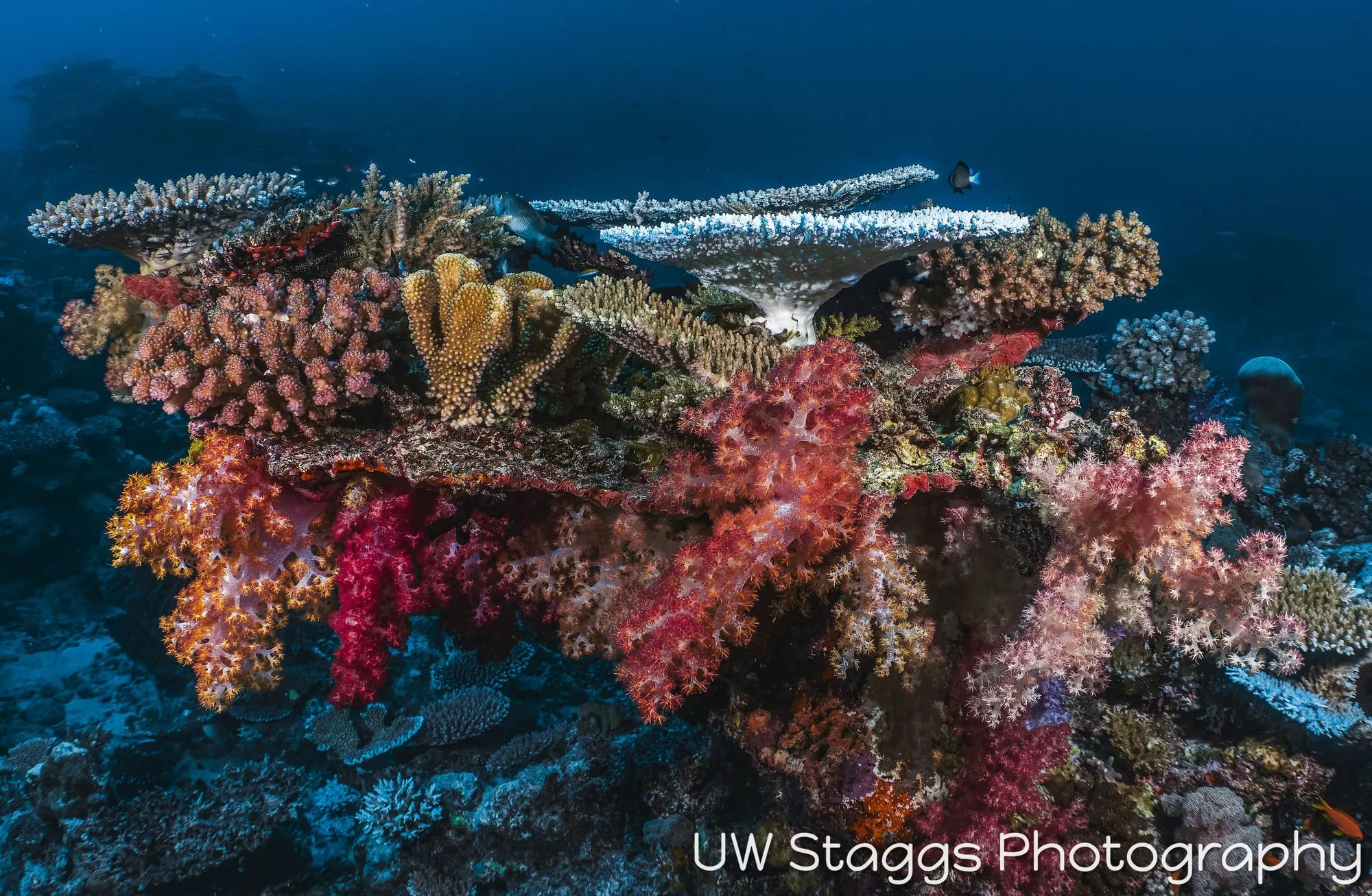 Reef Scene — Taveuni, Fiji